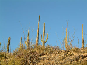 Image : arizona2006