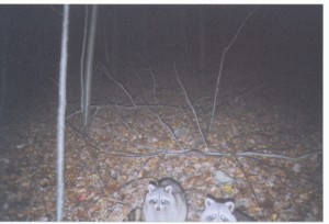 Image : Raccoons01.JPG