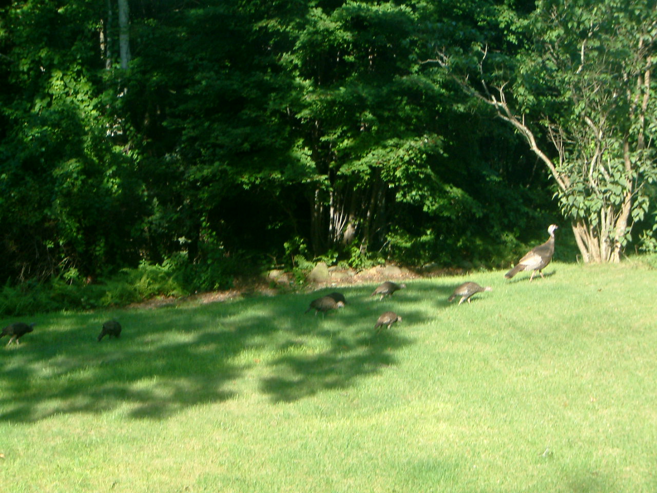 Image of :20030826_turkeys.JPG