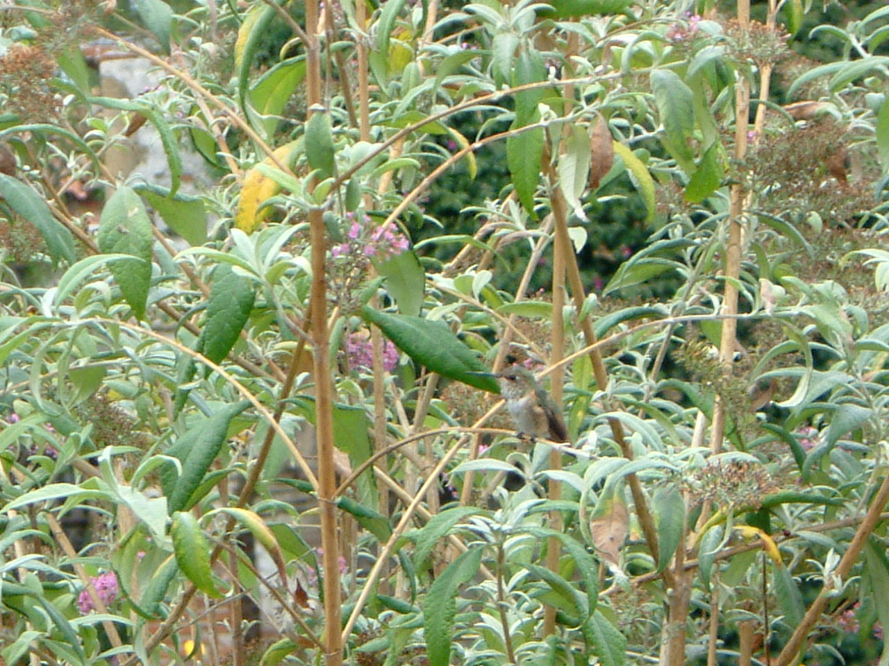 Image of :20030926_capistranoB.JPG