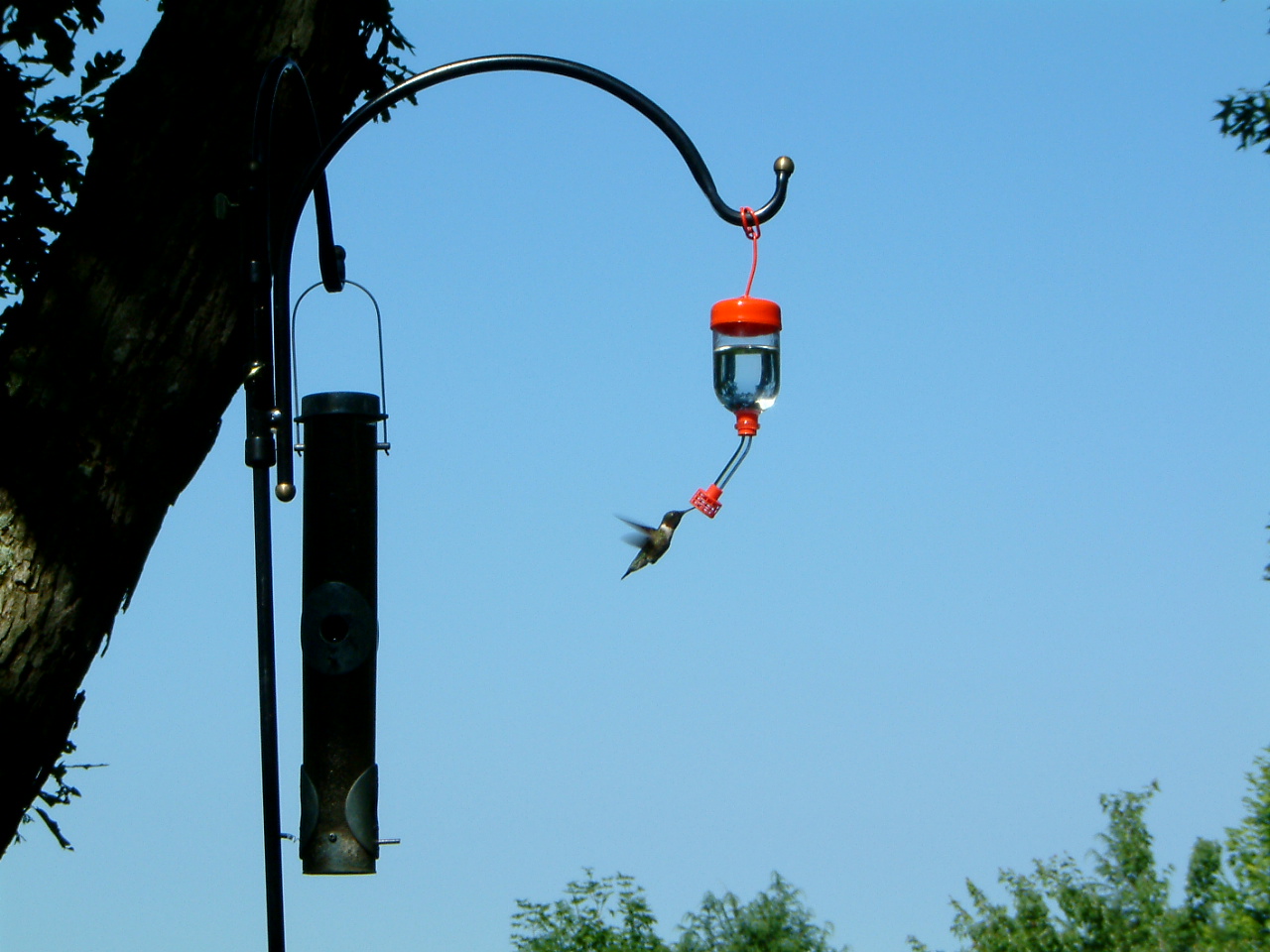 Image of :20040630_hummingbird.JPG