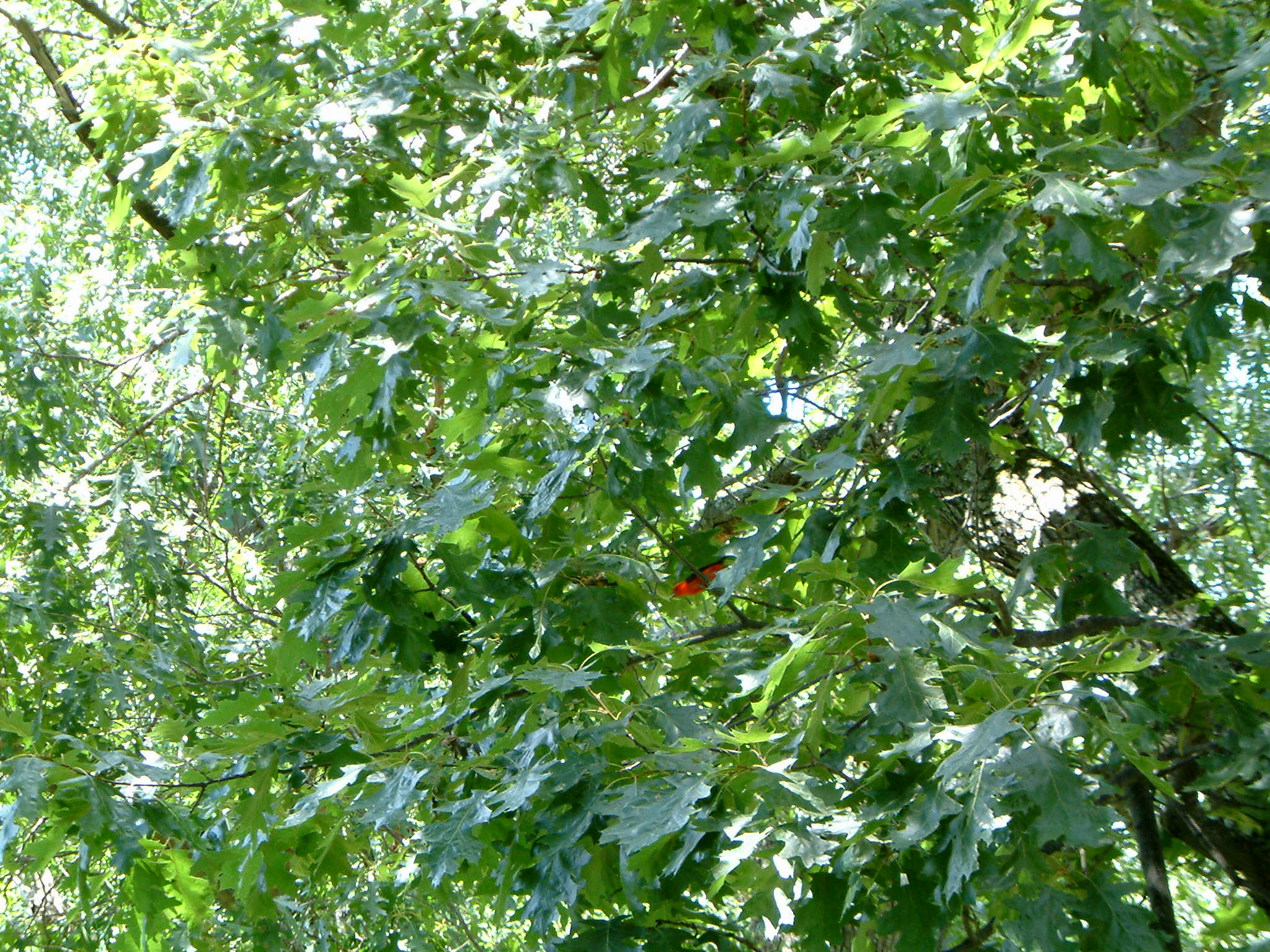 Image of :20070722_home.JPG