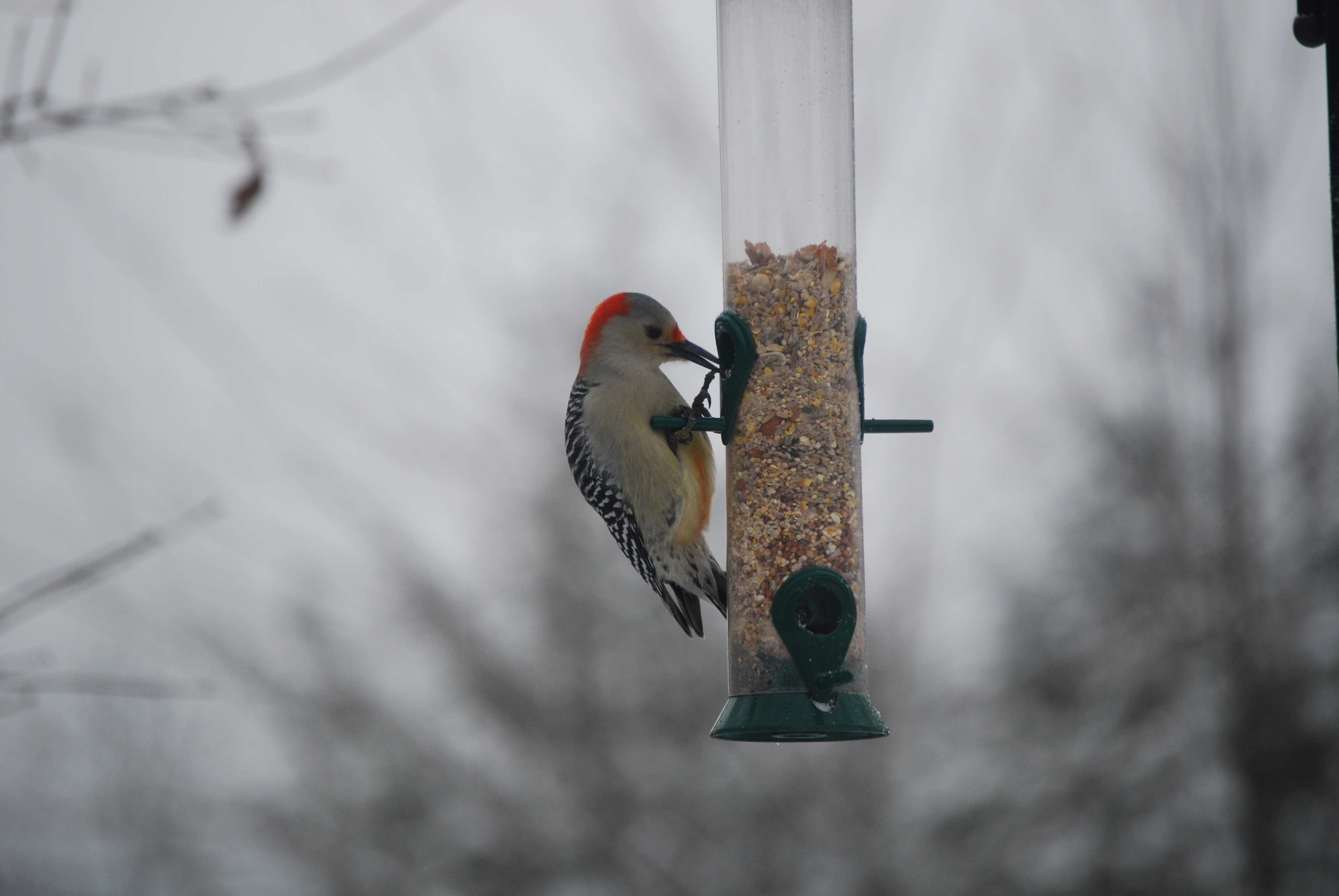 Image of :20080101_home1.JPG