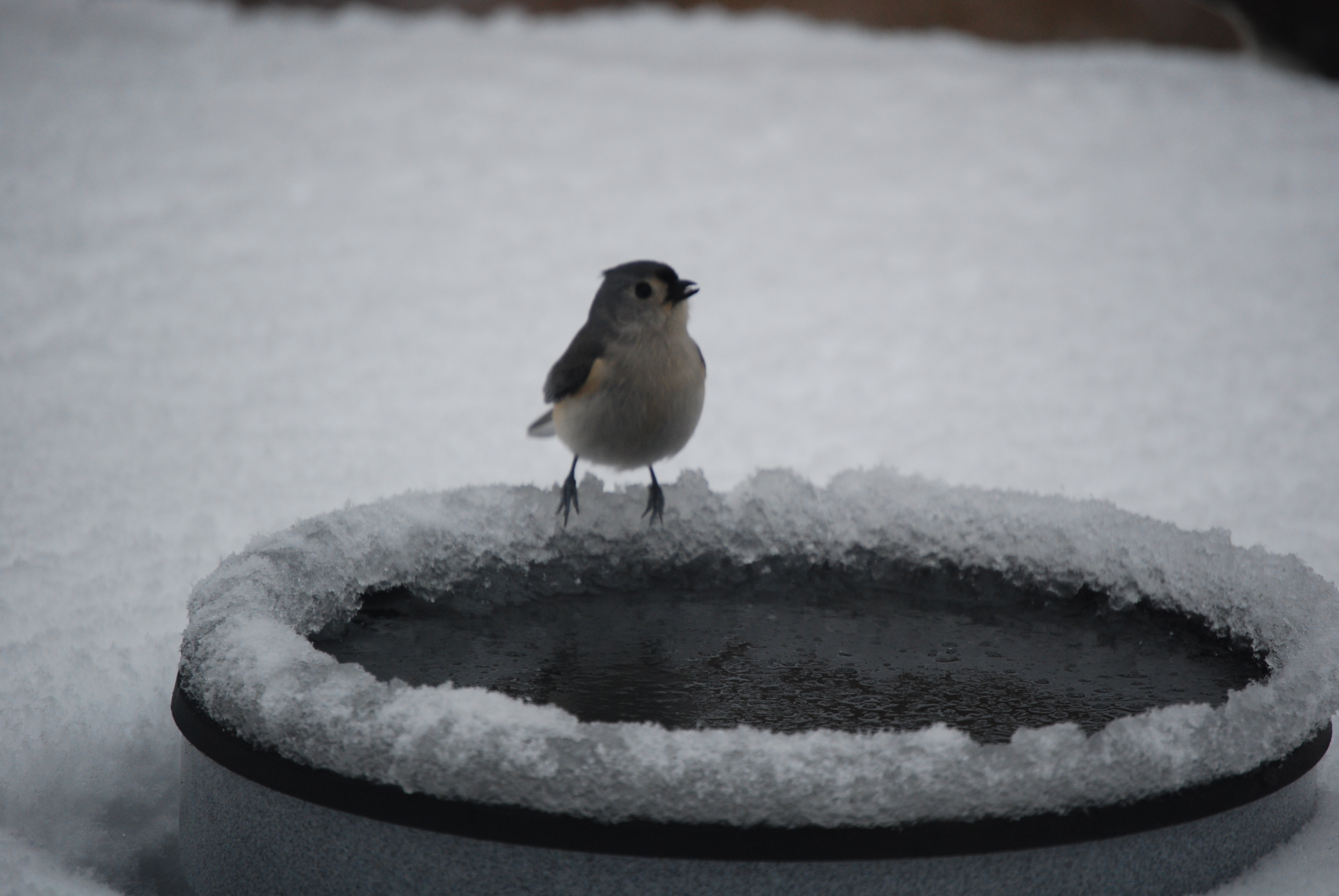 Image of :20080101_home2.JPG