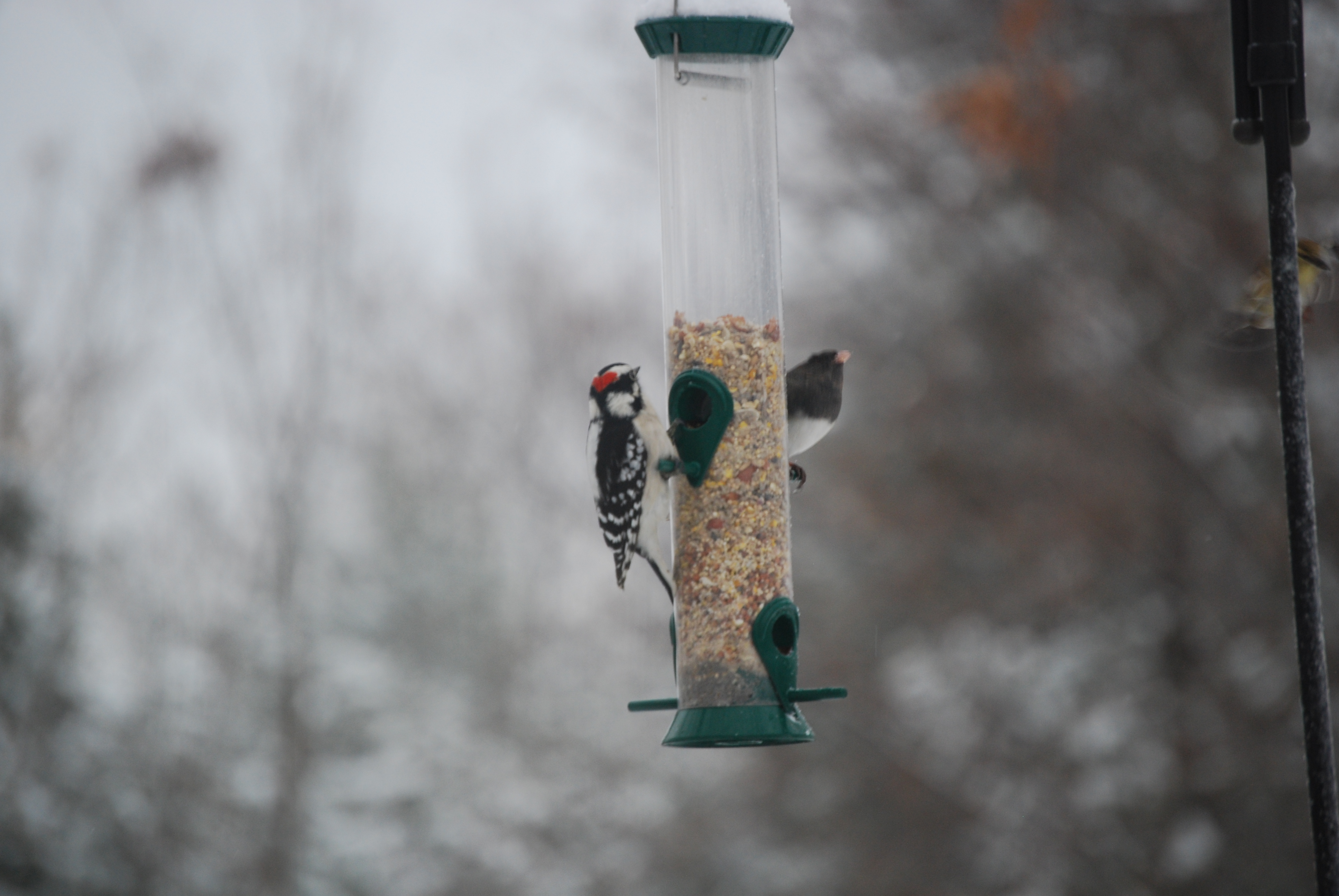 Image of :20080101_home3.JPG