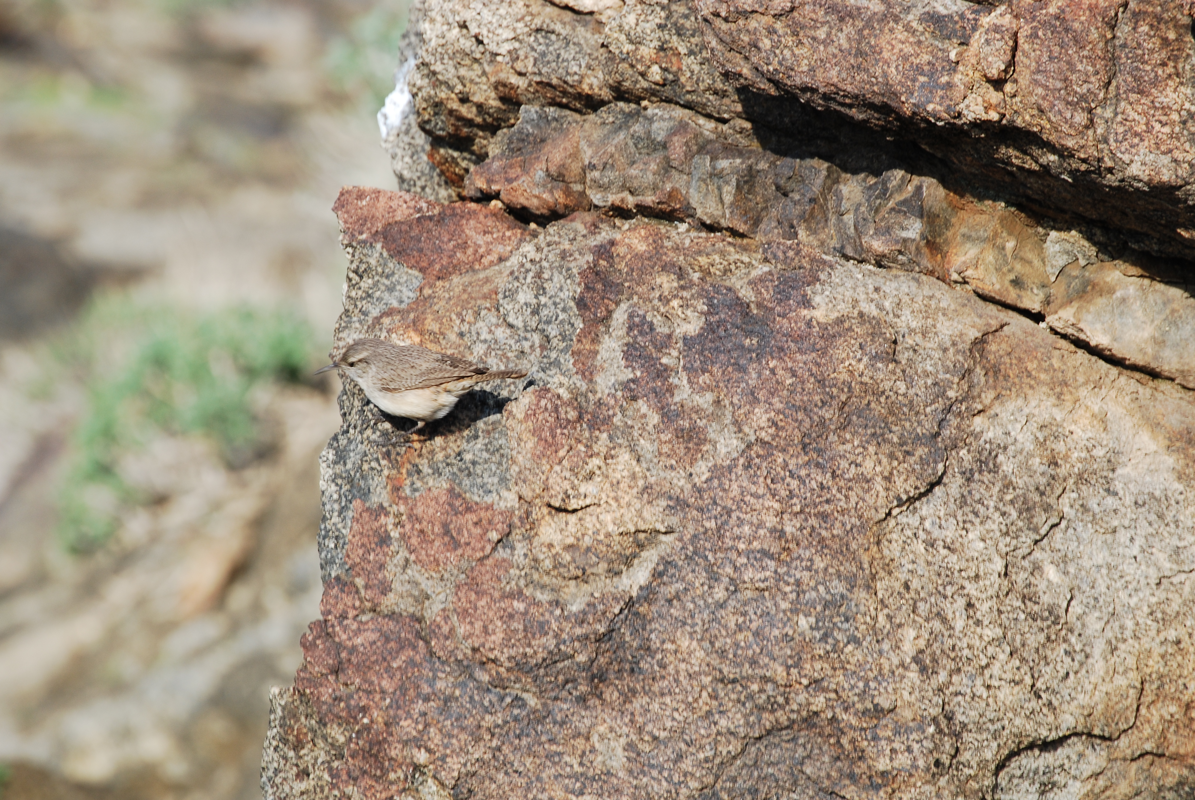 Image of :20080108_palmsprings1.JPG