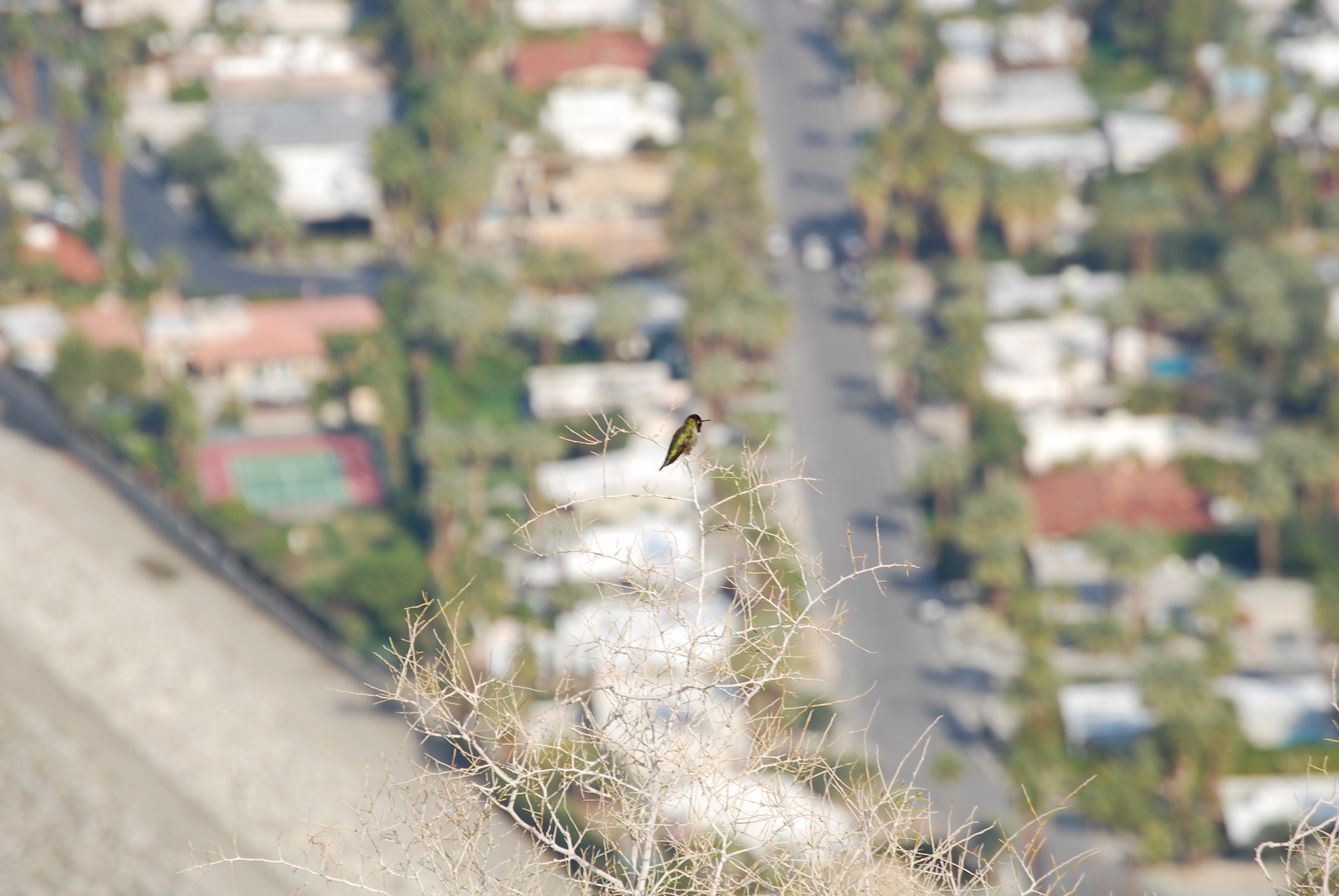 Image of :20080108_palmsprings2.JPG