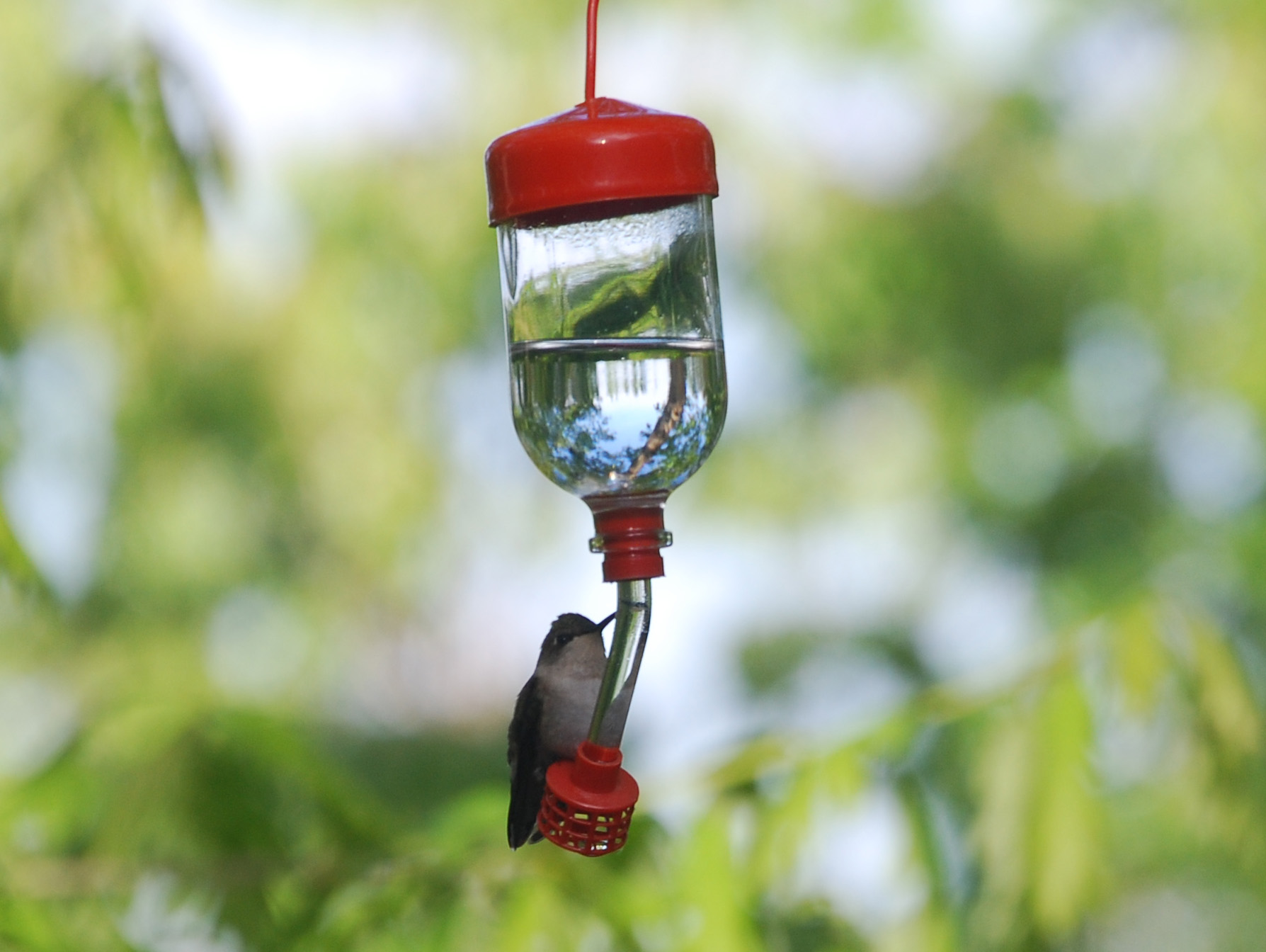 Image of :20080521_hummingbird.JPG