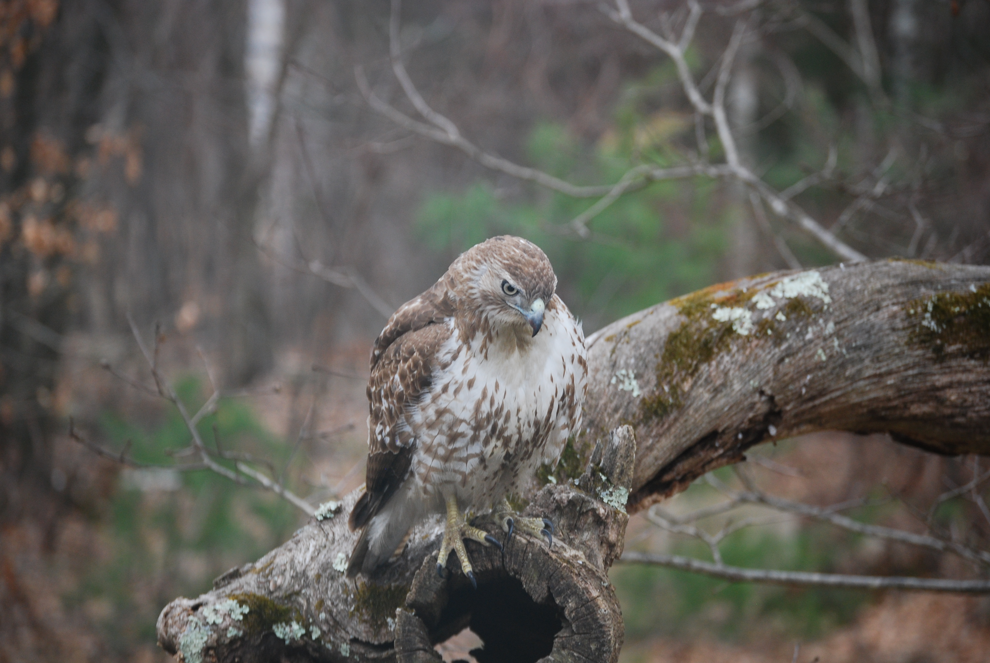 Image of :20120315_hawk.JPG