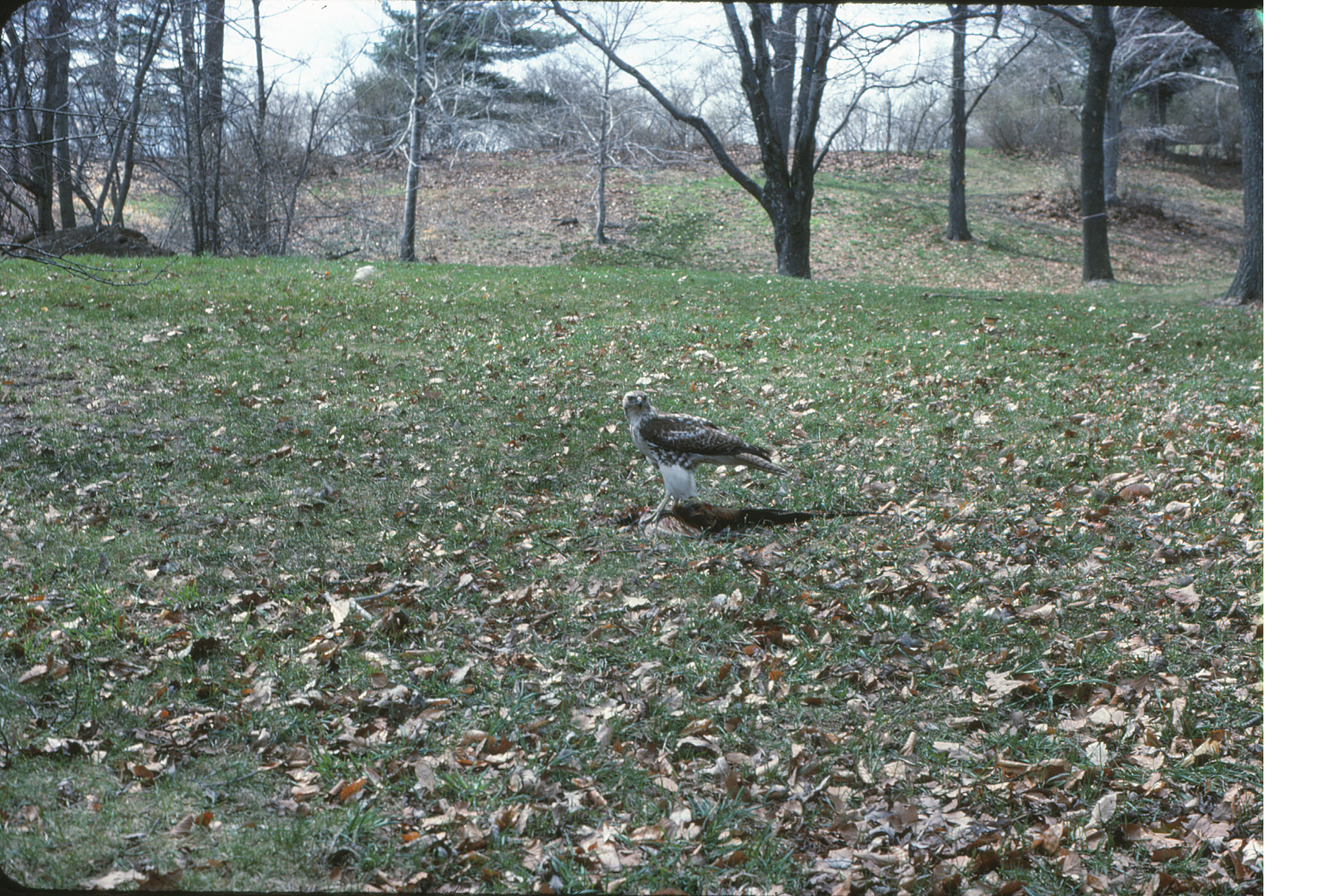 Image of :Hawk111.JPG