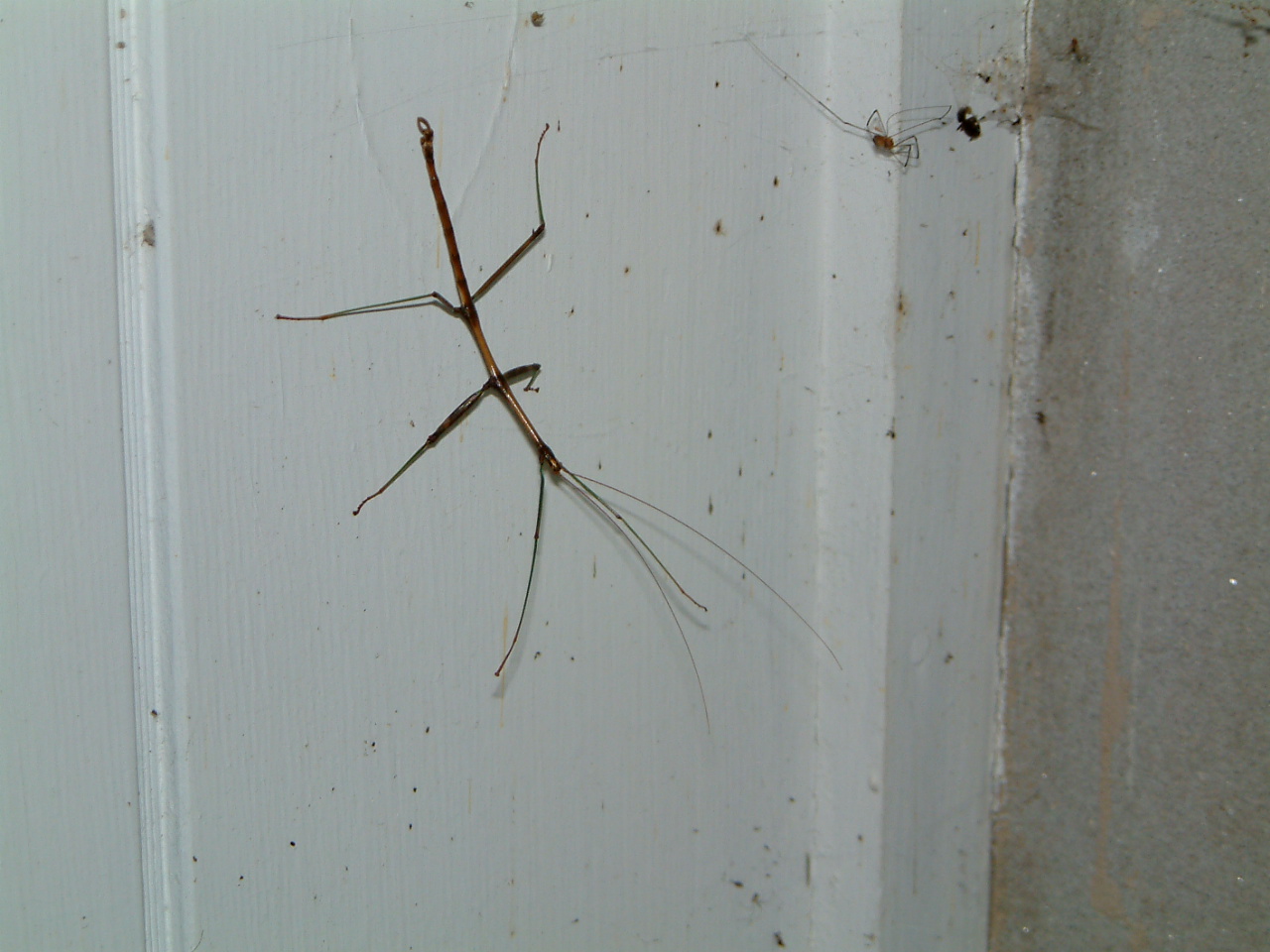 Image of :20030901_walkingstick.JPG