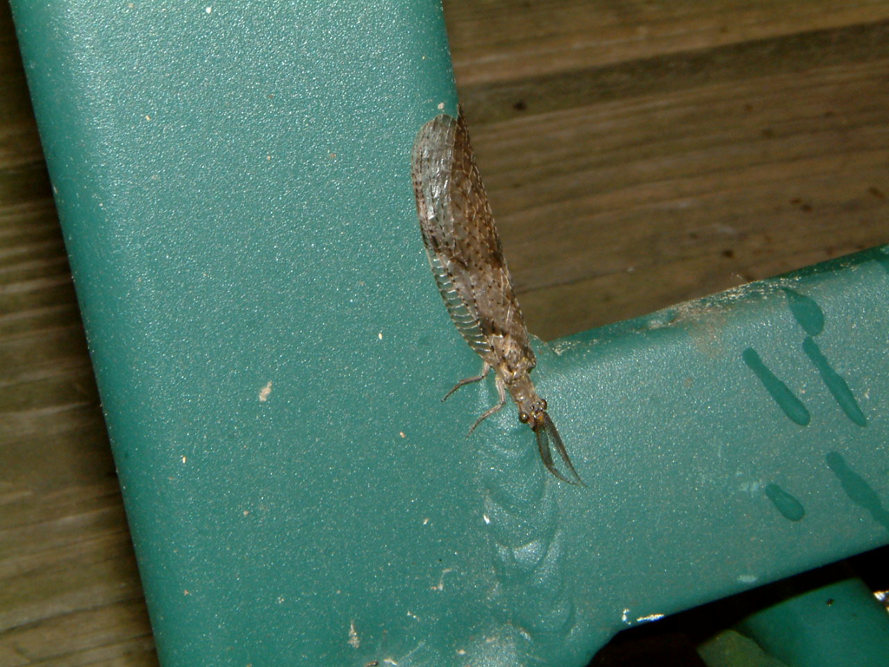 Image of :20040712_dobsonfly.JPG