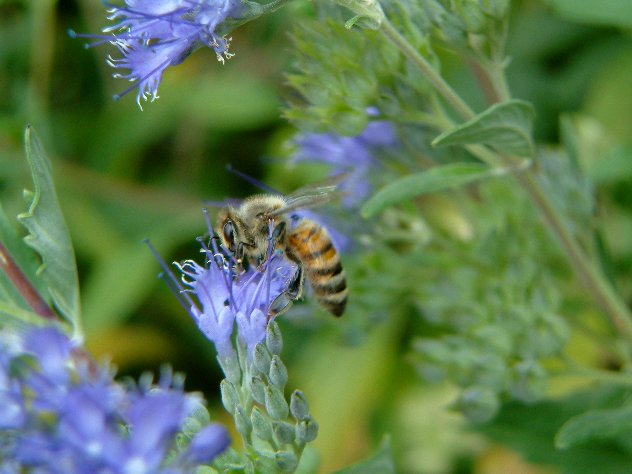 Image of :20070928_santafe.JPG