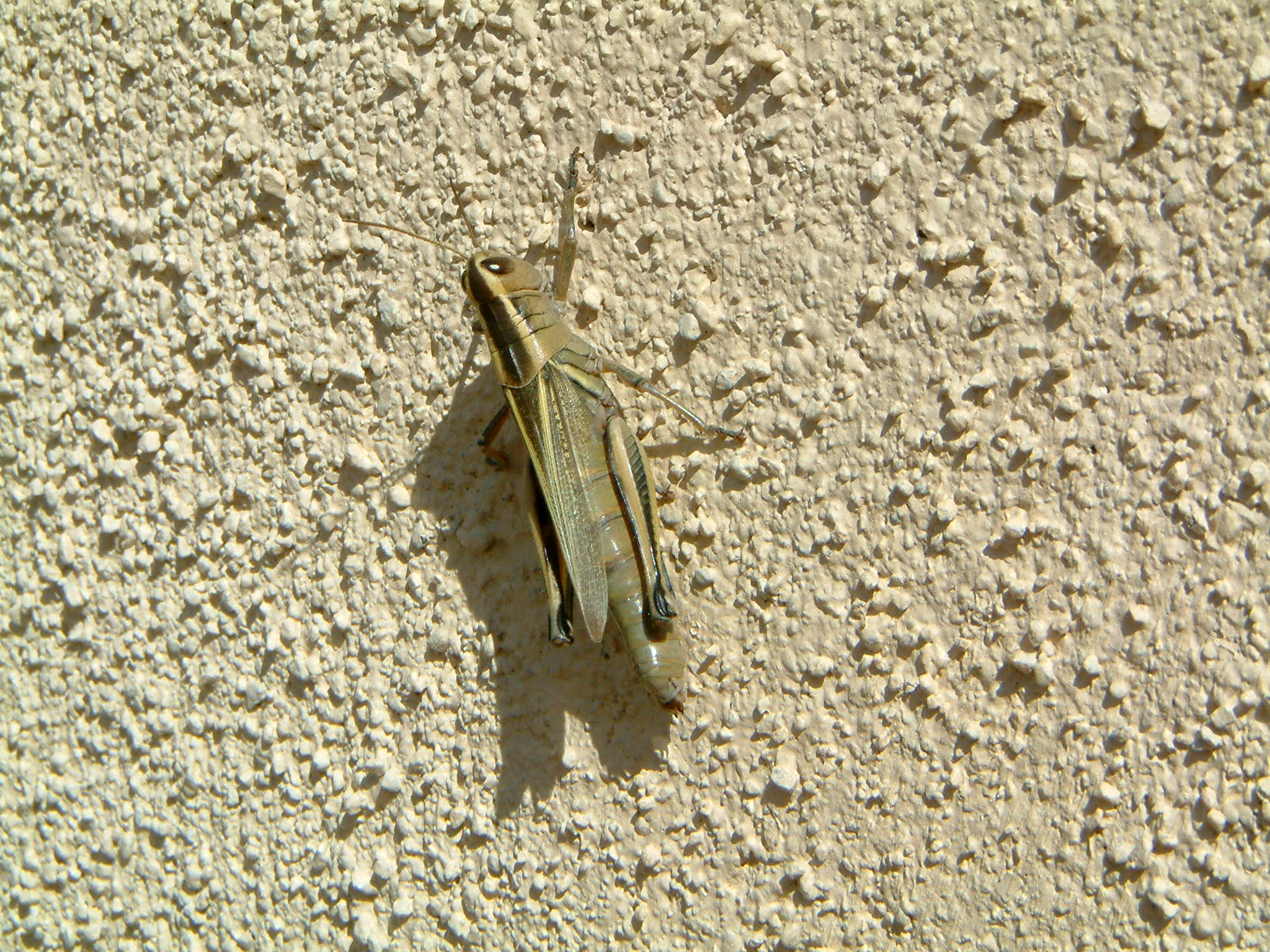 Image of :20070929_taosB.JPG