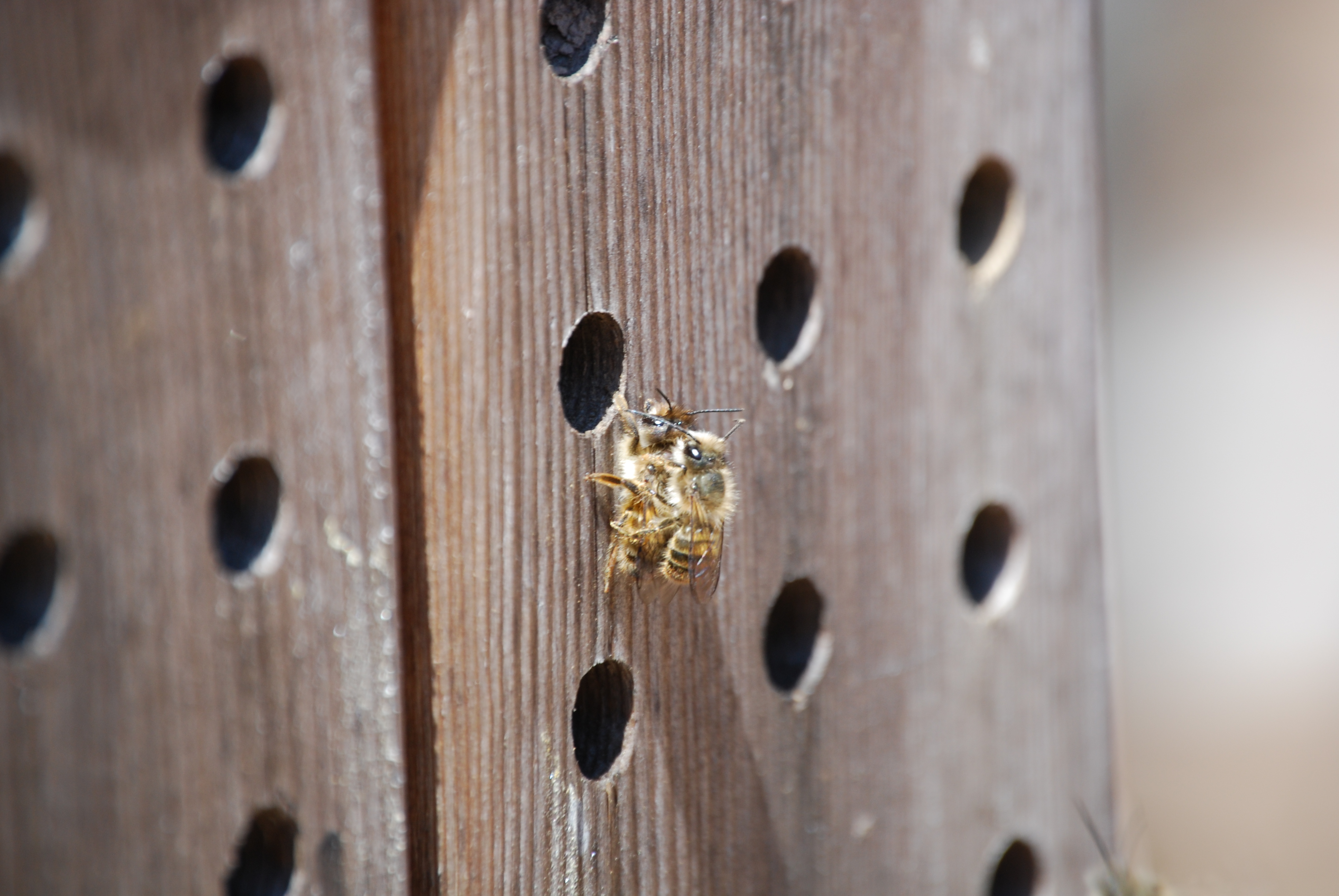Image of :20080416_masonbees1.JPG