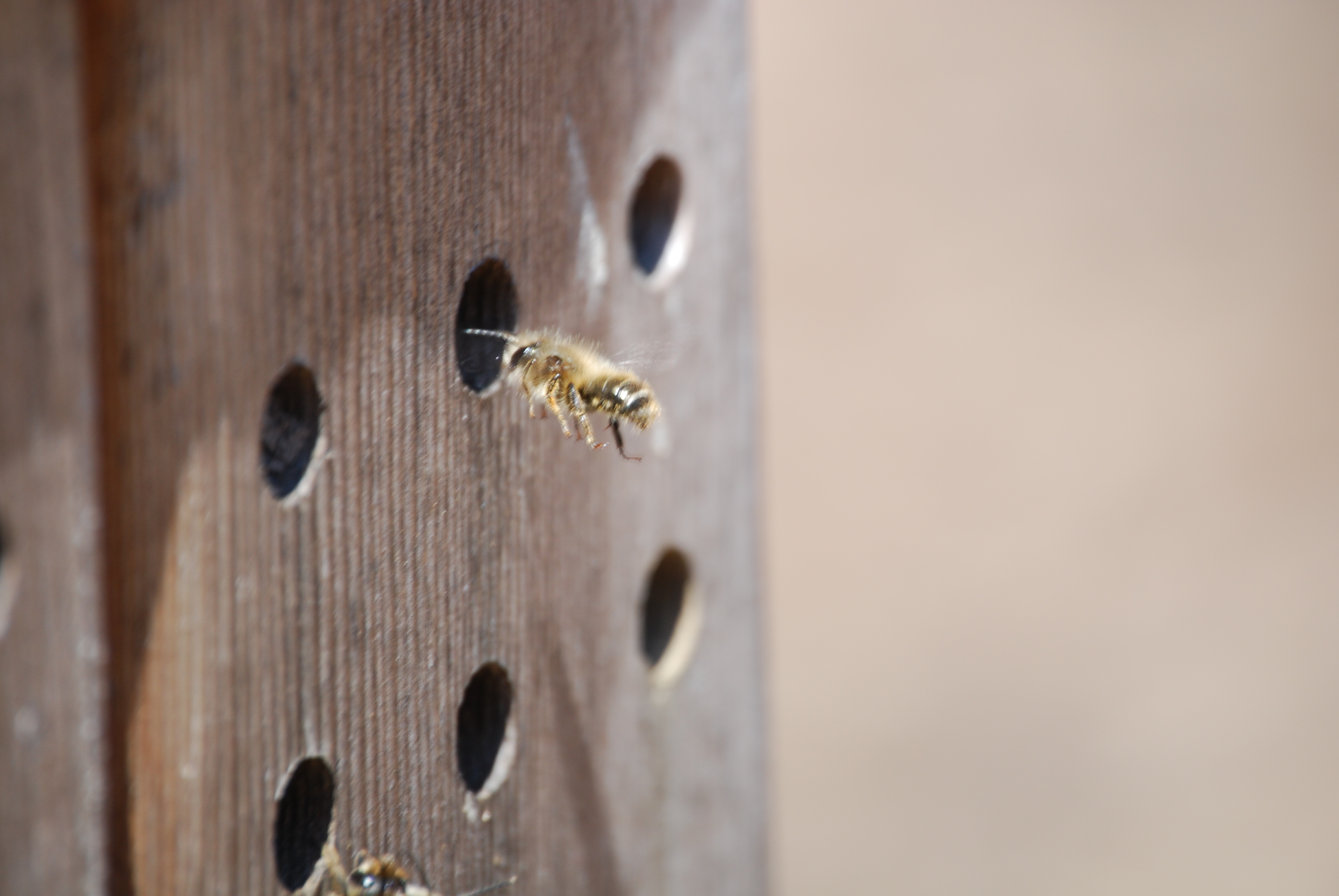 Image of :20080416_masonbees2.JPG