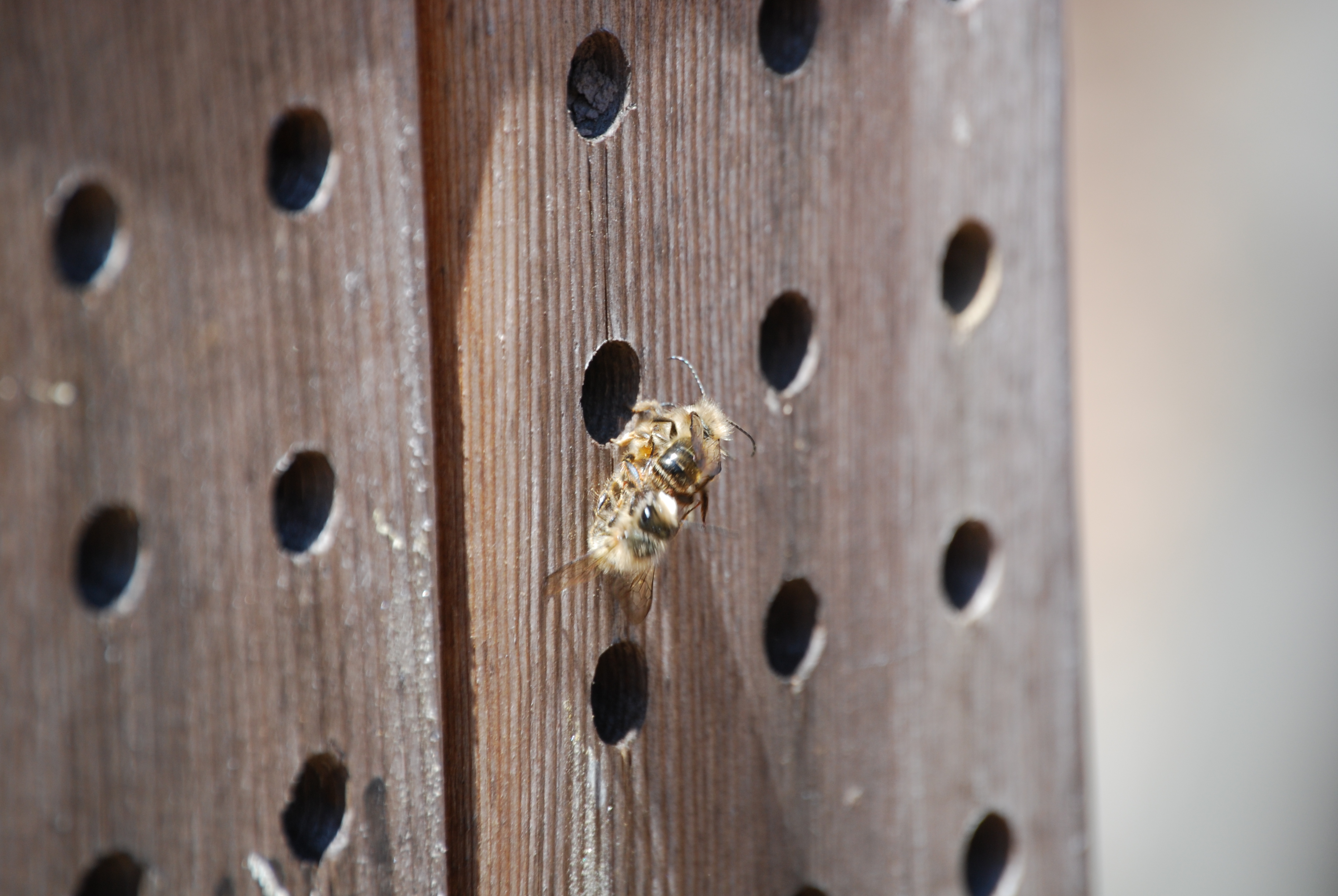 Image of :20080416_masonbees3.JPG