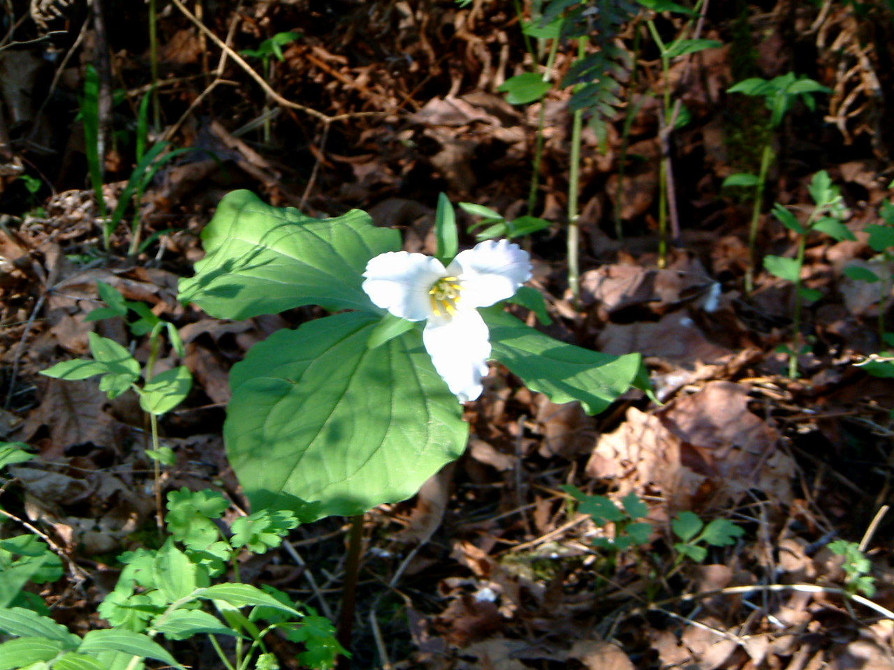 Image of :20030429_portalberni.JPG