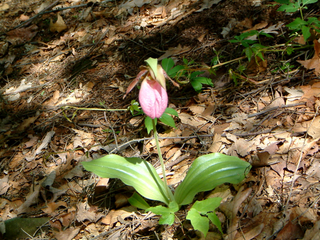 Image of :20030530_orchid.JPG