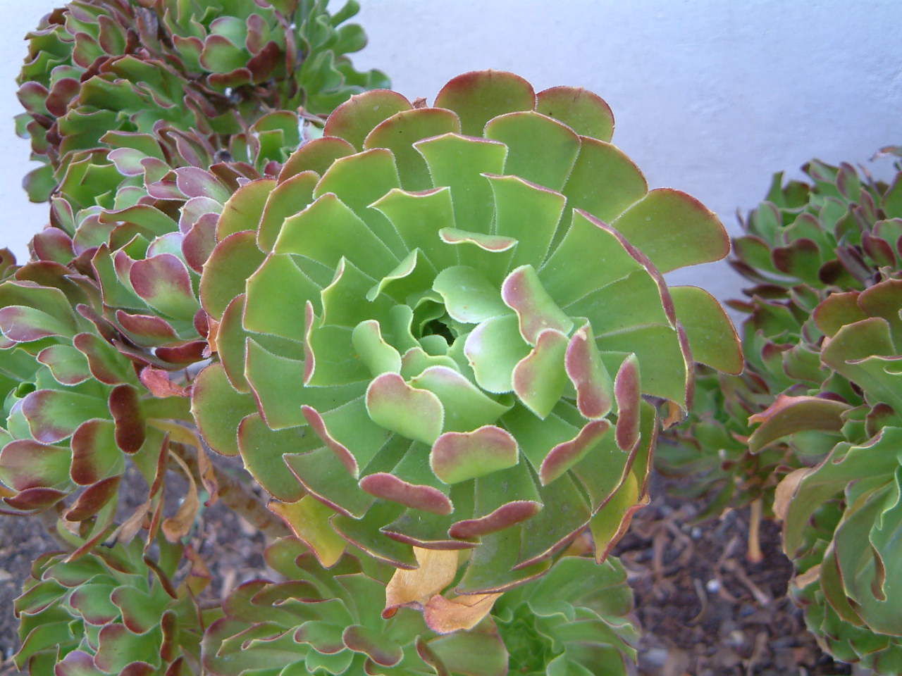 Image of :20030926_capistrano2.JPG