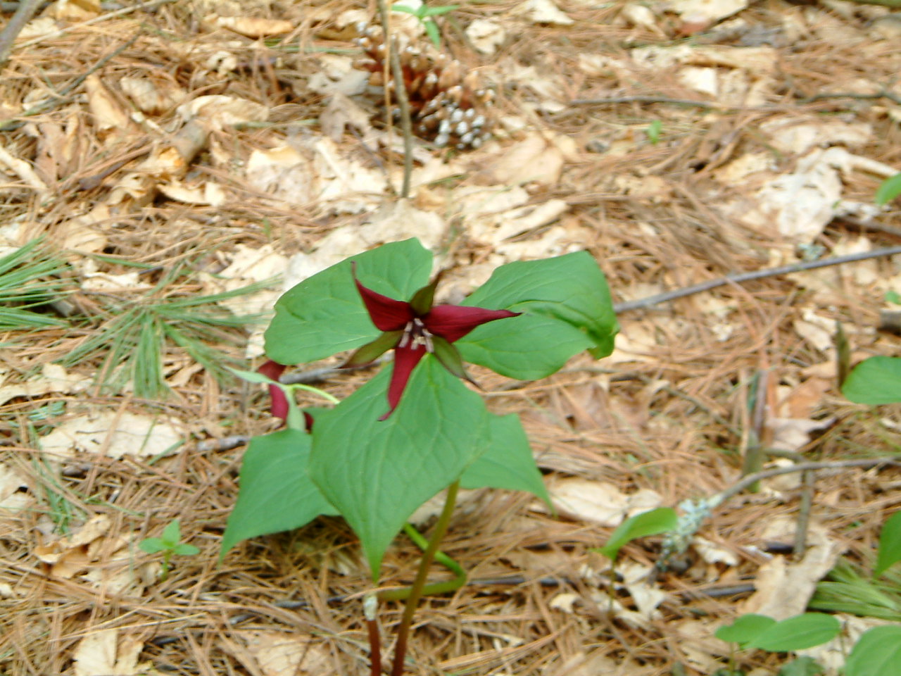 Image of :20040501_trillium.JPG