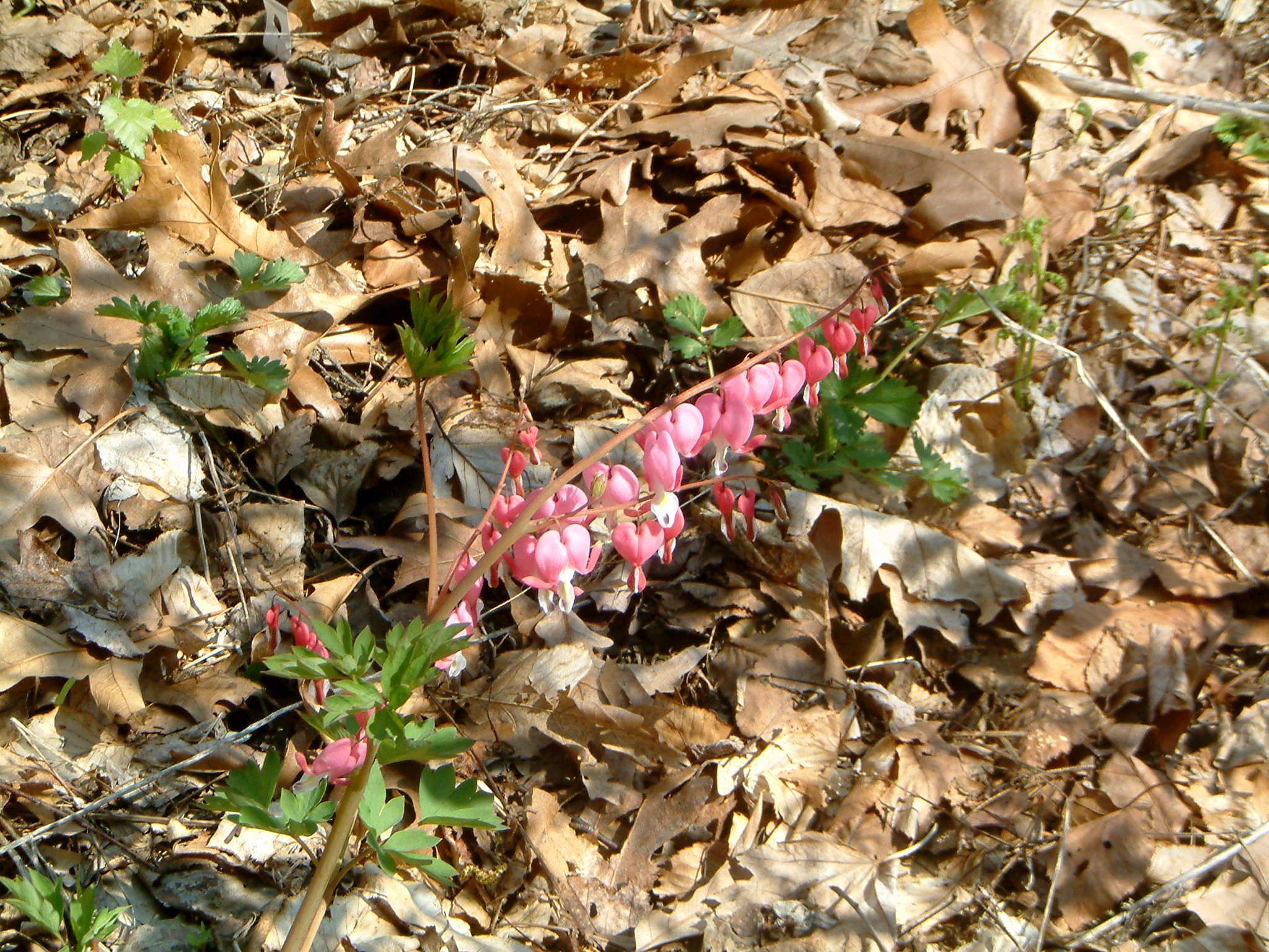 Image of :20050502_home1.JPG