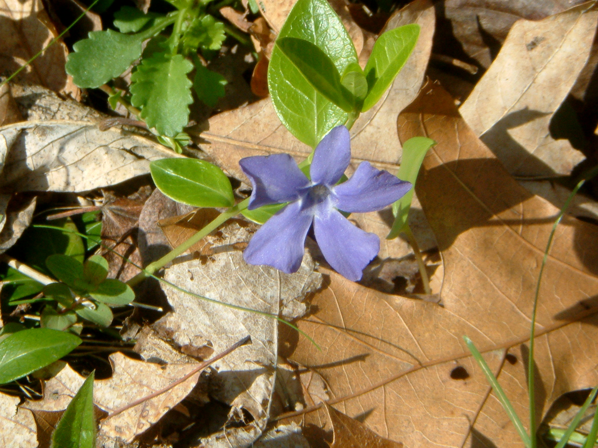 Image of :20050502_home3.JPG