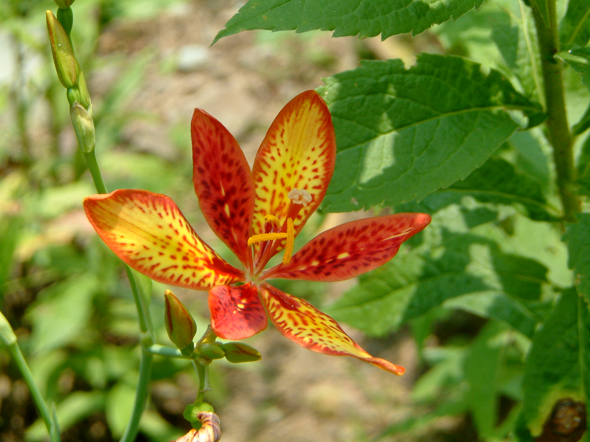 Image of :20060714_home2.JPG