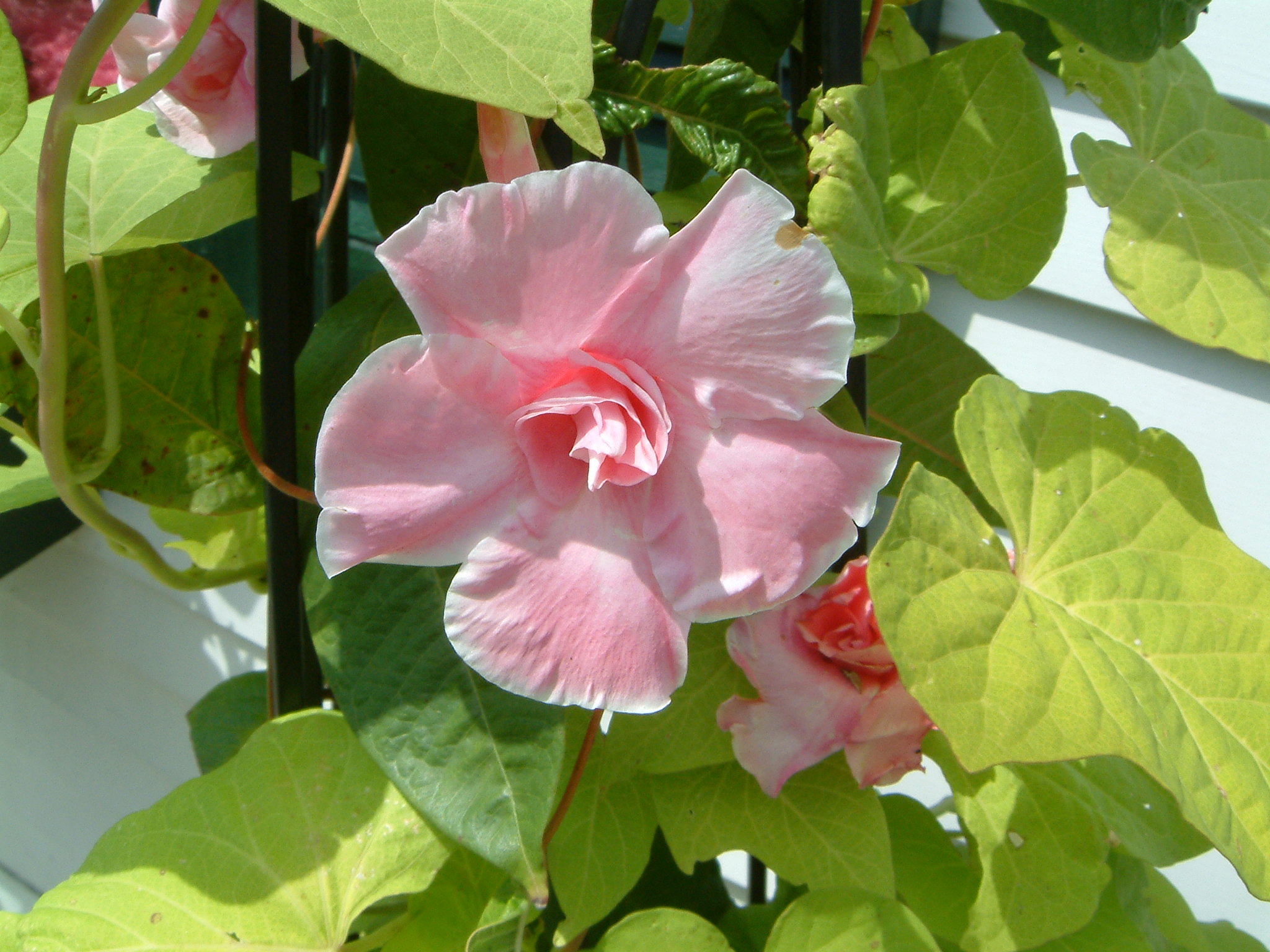 Image of :20060806_mystic.JPG