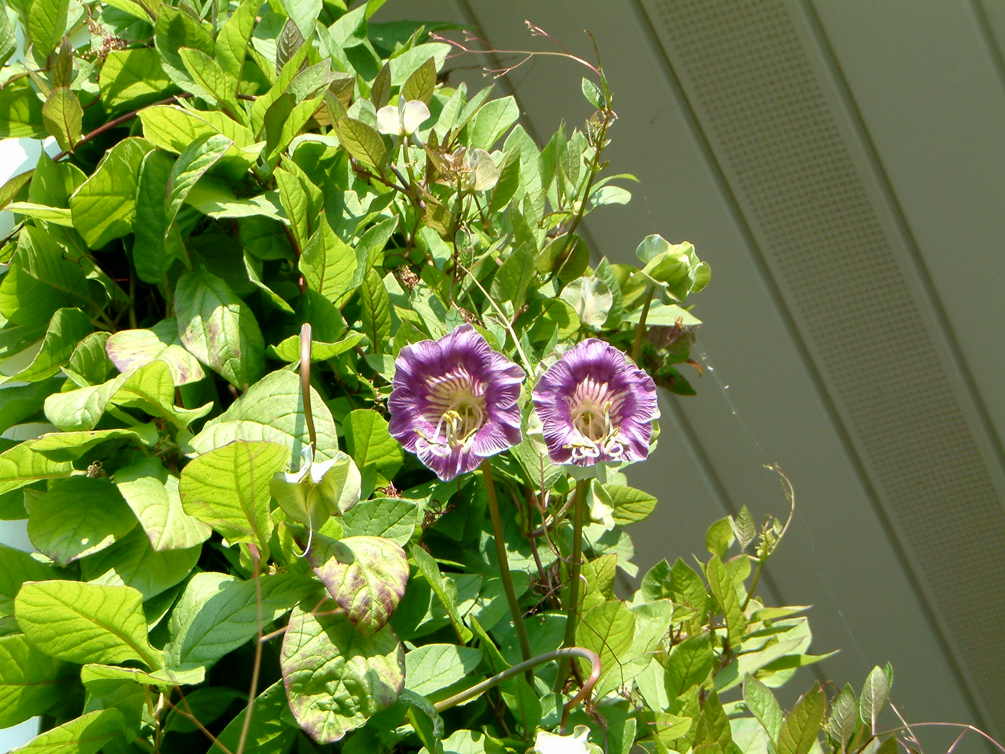 Image of :20060928_baiestpaulF.JPG