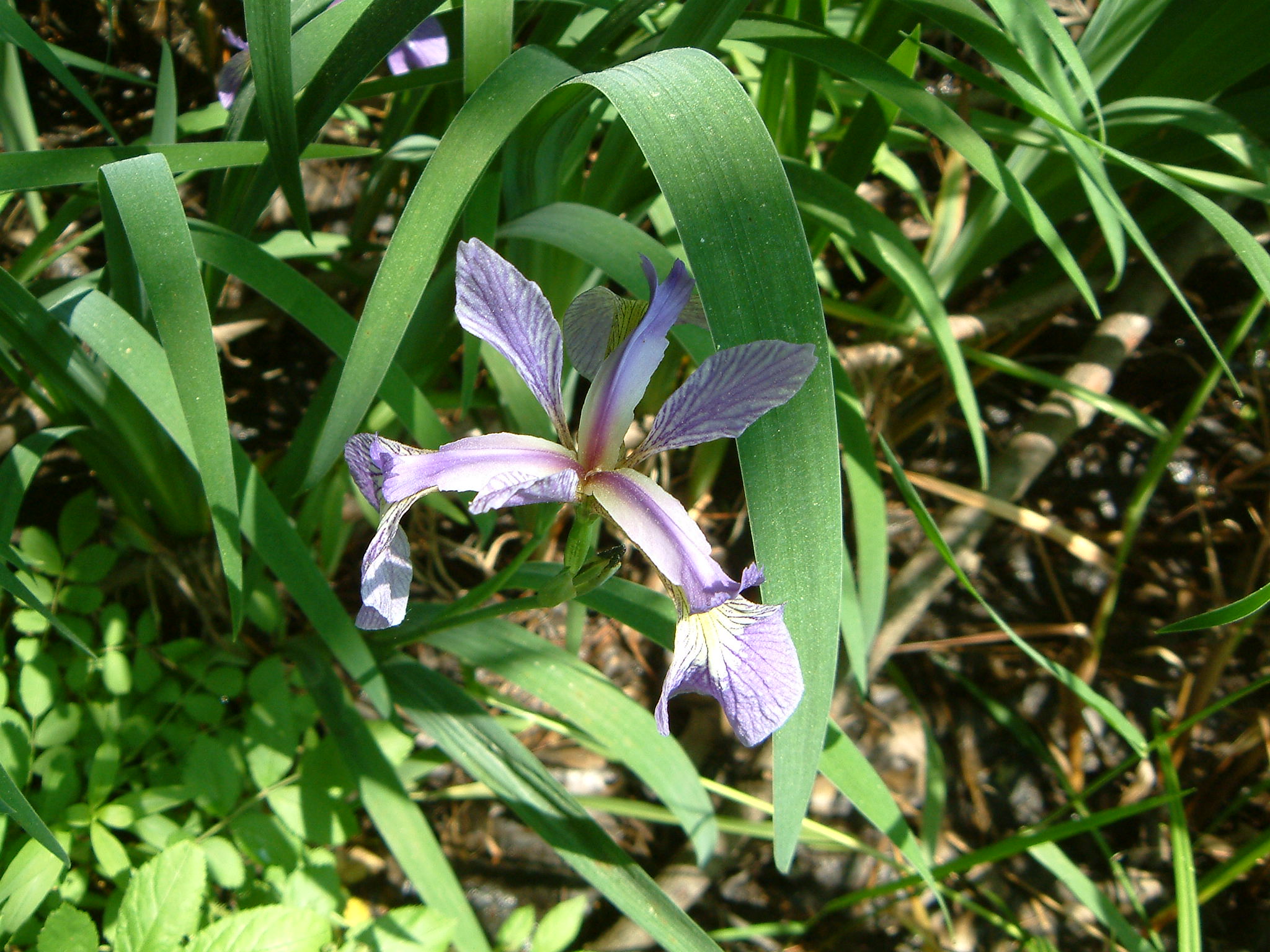 Image of :20070602_egfarms.JPG