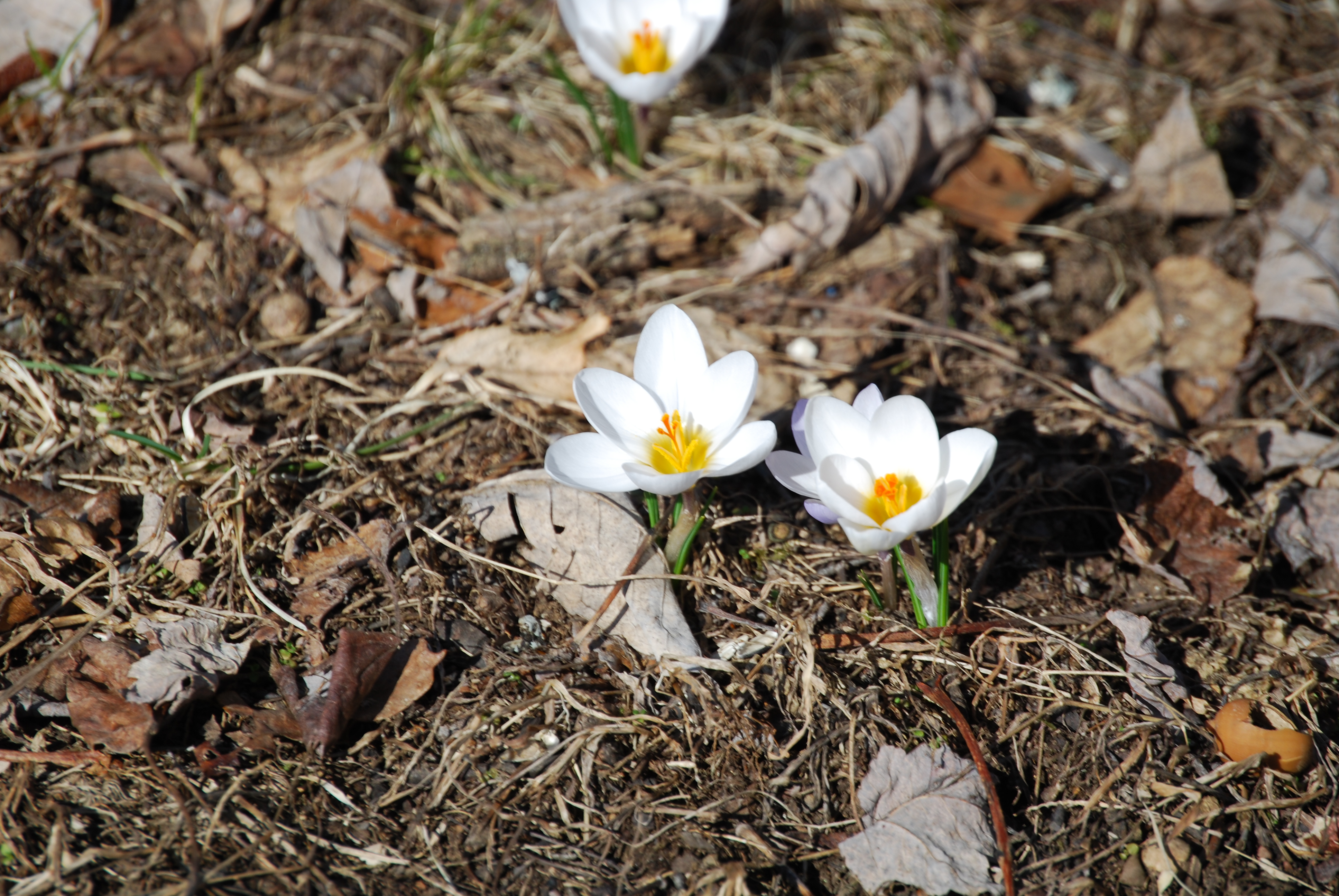 Image of :20080330_home.JPG