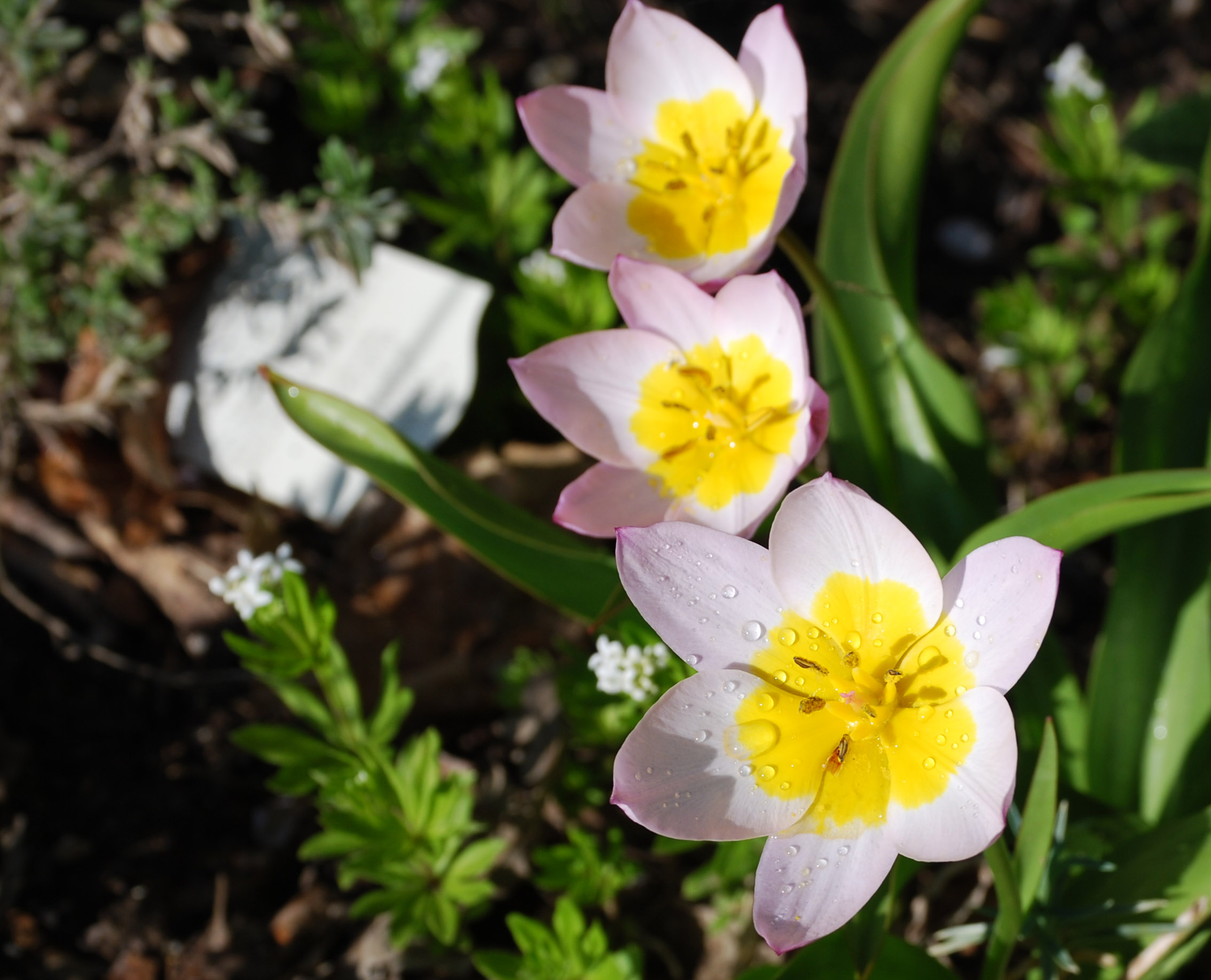 Image of :20080505_home.JPG