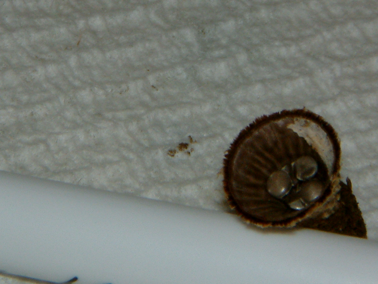 Image of :20040715_garden.JPG