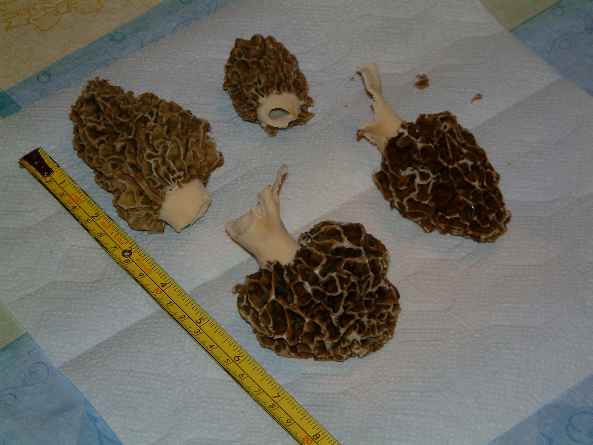 Image of :20050517_morels.JPG