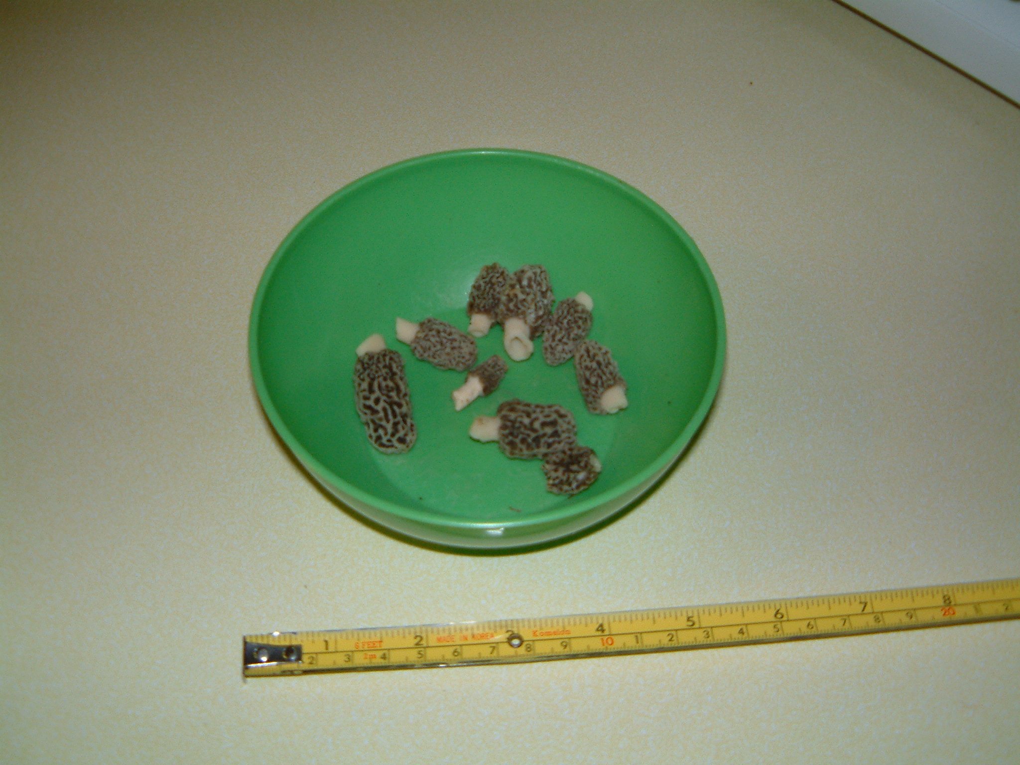 Image of :20060425_morels.JPG