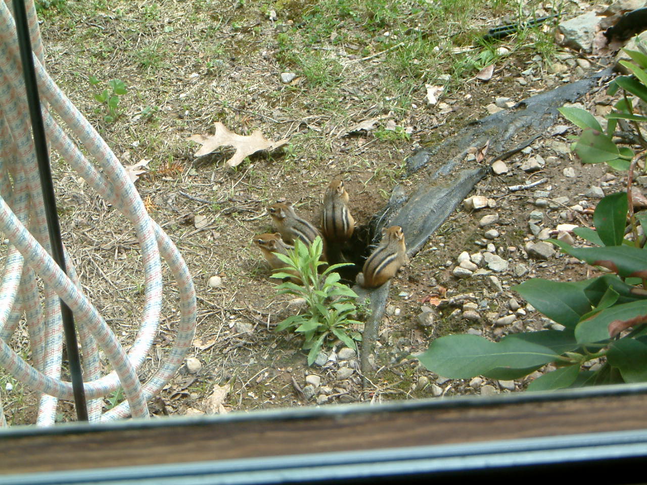 Image of :20030514_chipmunks.JPG