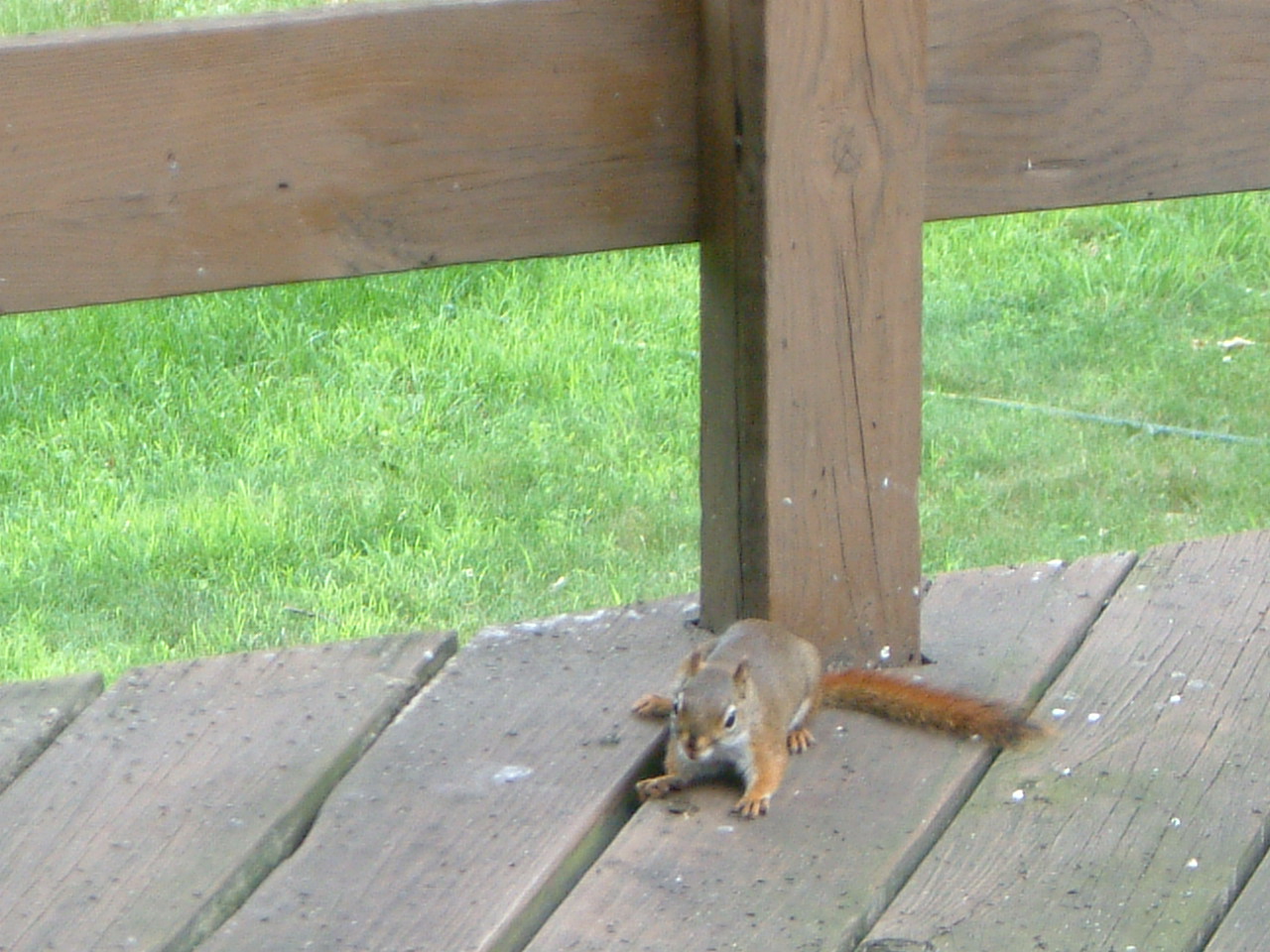 Image of :20040628_redsquirrel.JPG