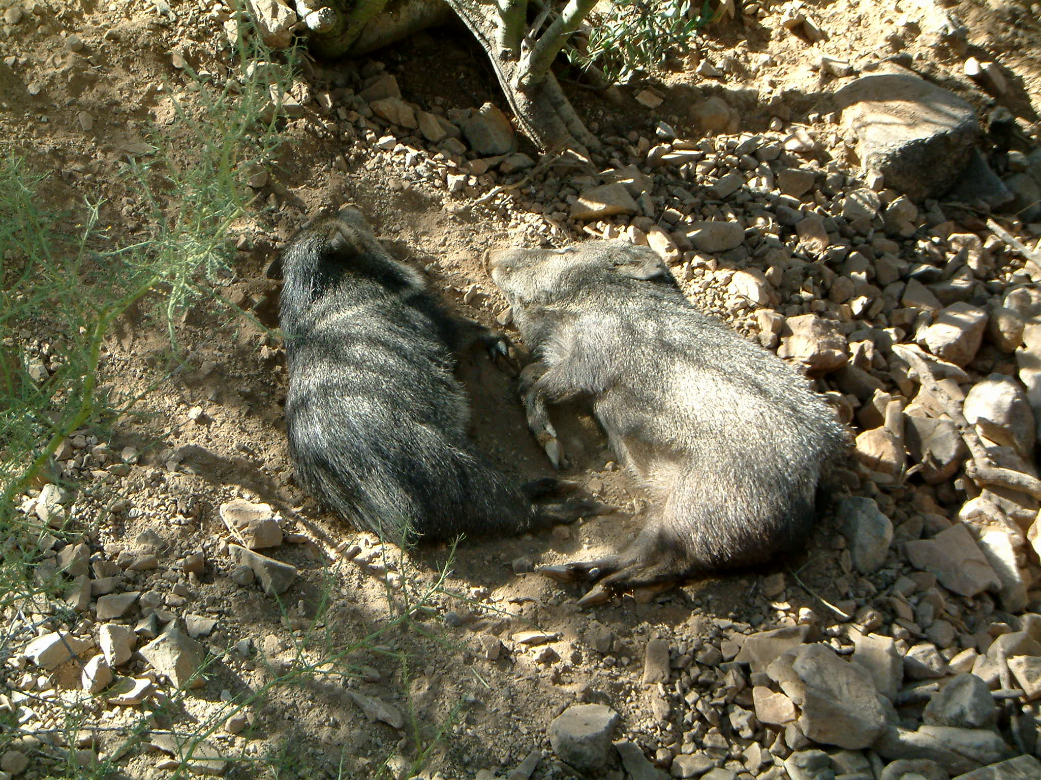 Image of :20060108_tucsonJ.JPG