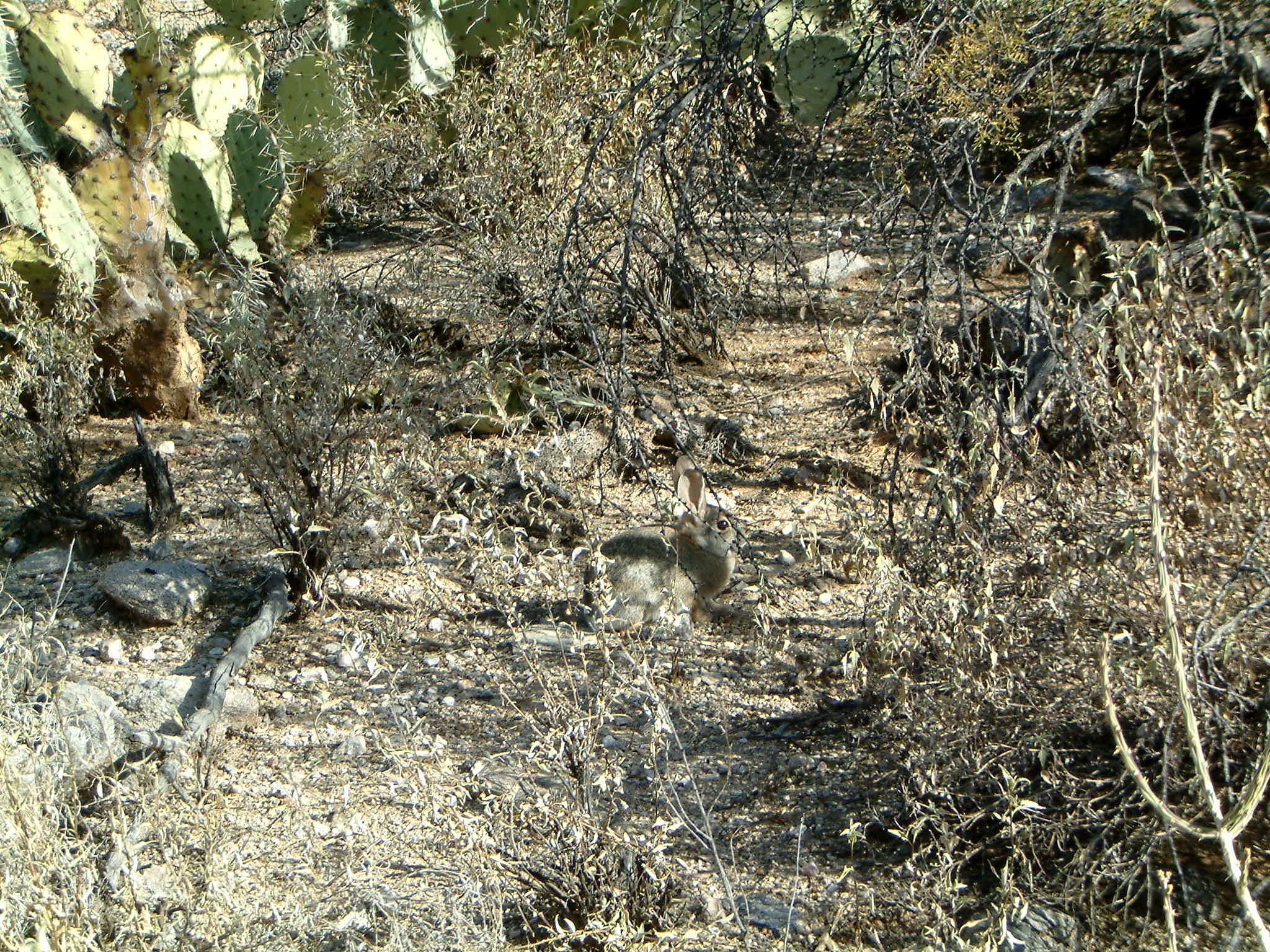 Image of :20060109_tucson.JPG