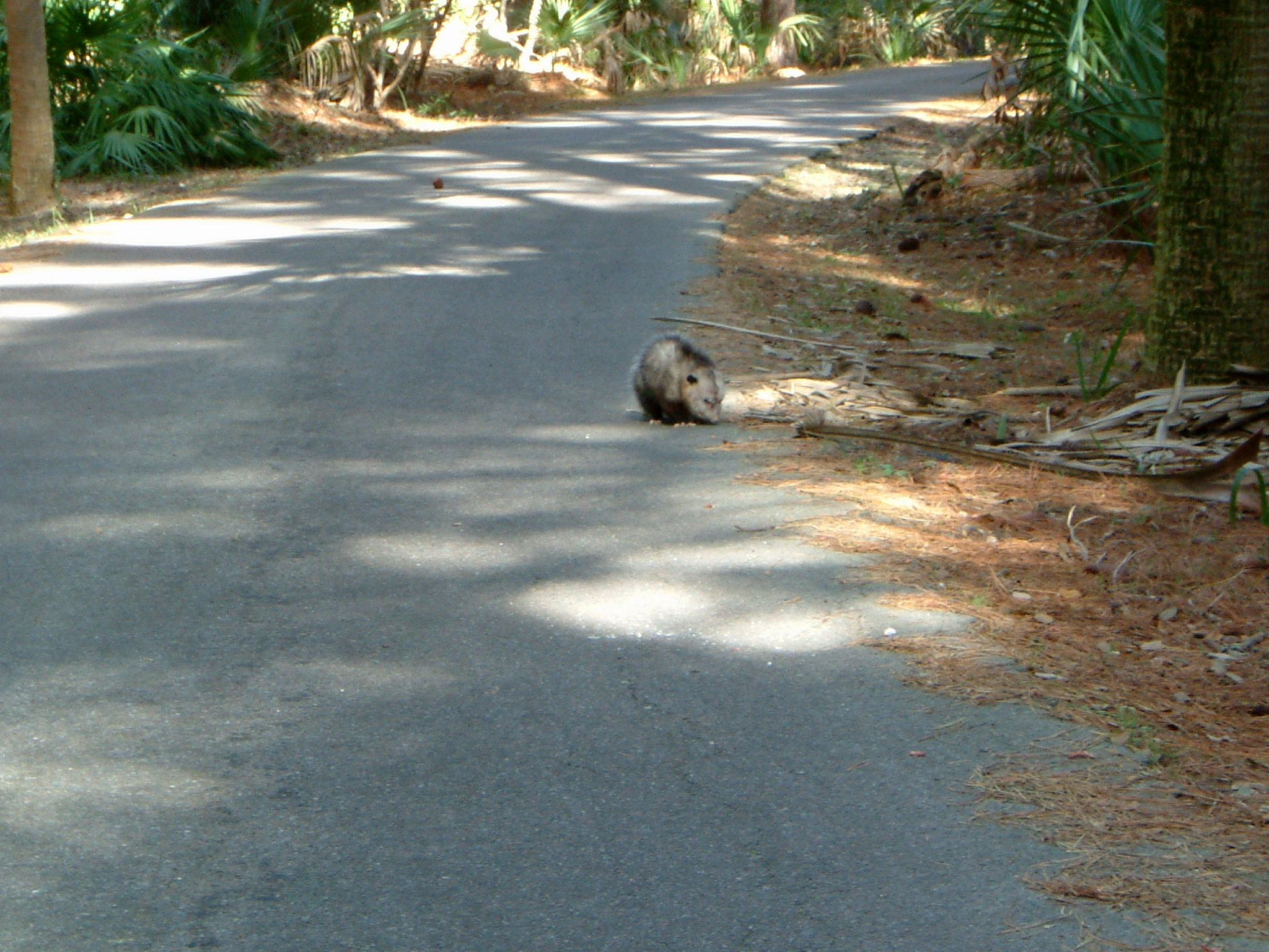 Image of :20070112_huntingislandM.JPG