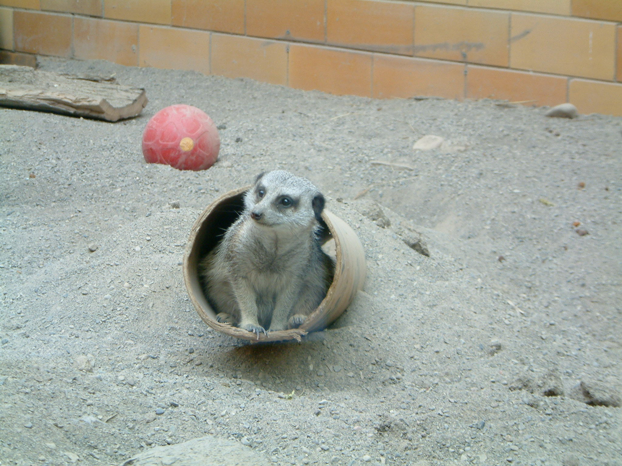 Image of :20071124_spzoo1.JPG