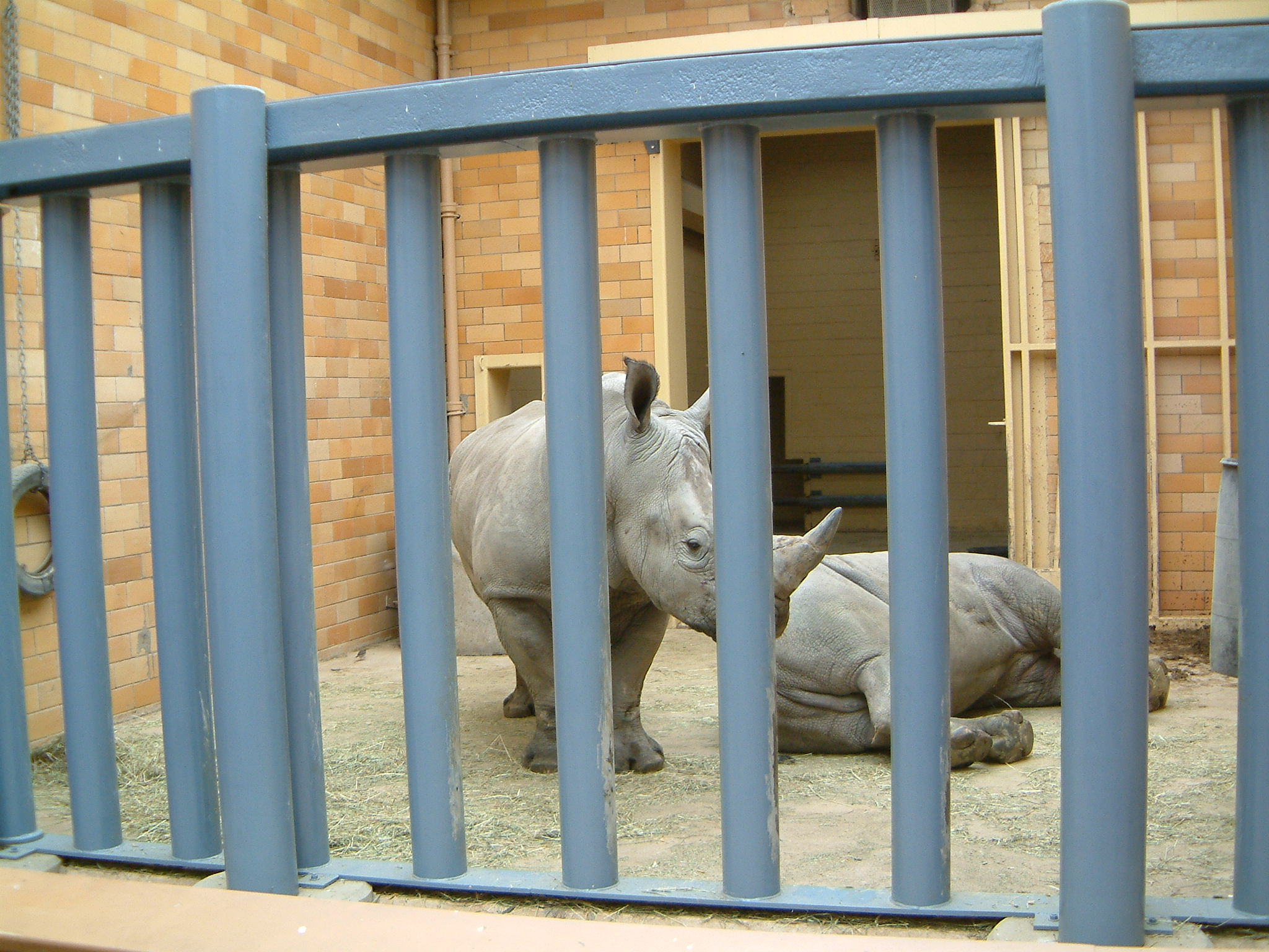 Image of :20071124_spzoo2.JPG