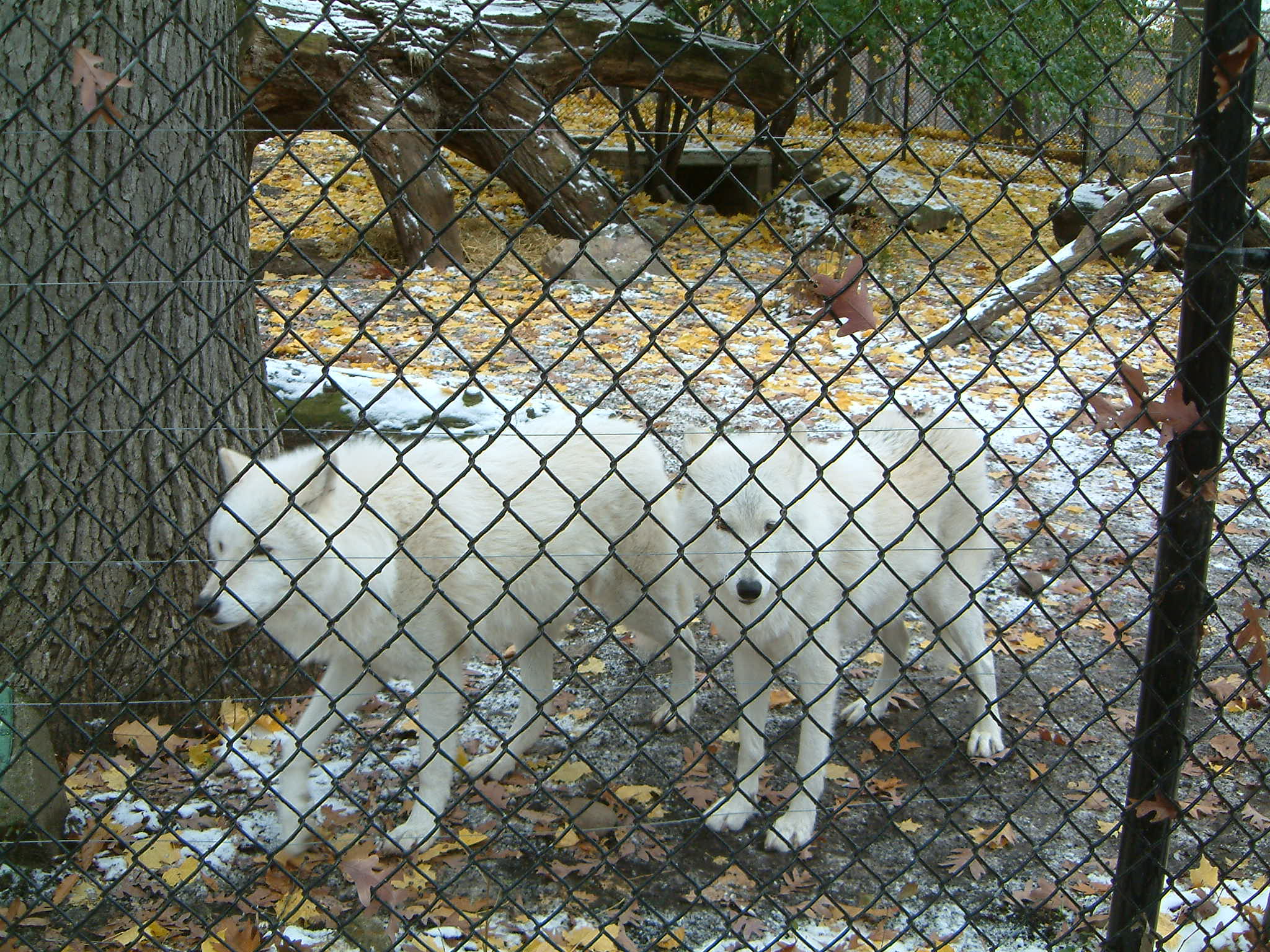 Image of :20071124_spzoo5.JPG