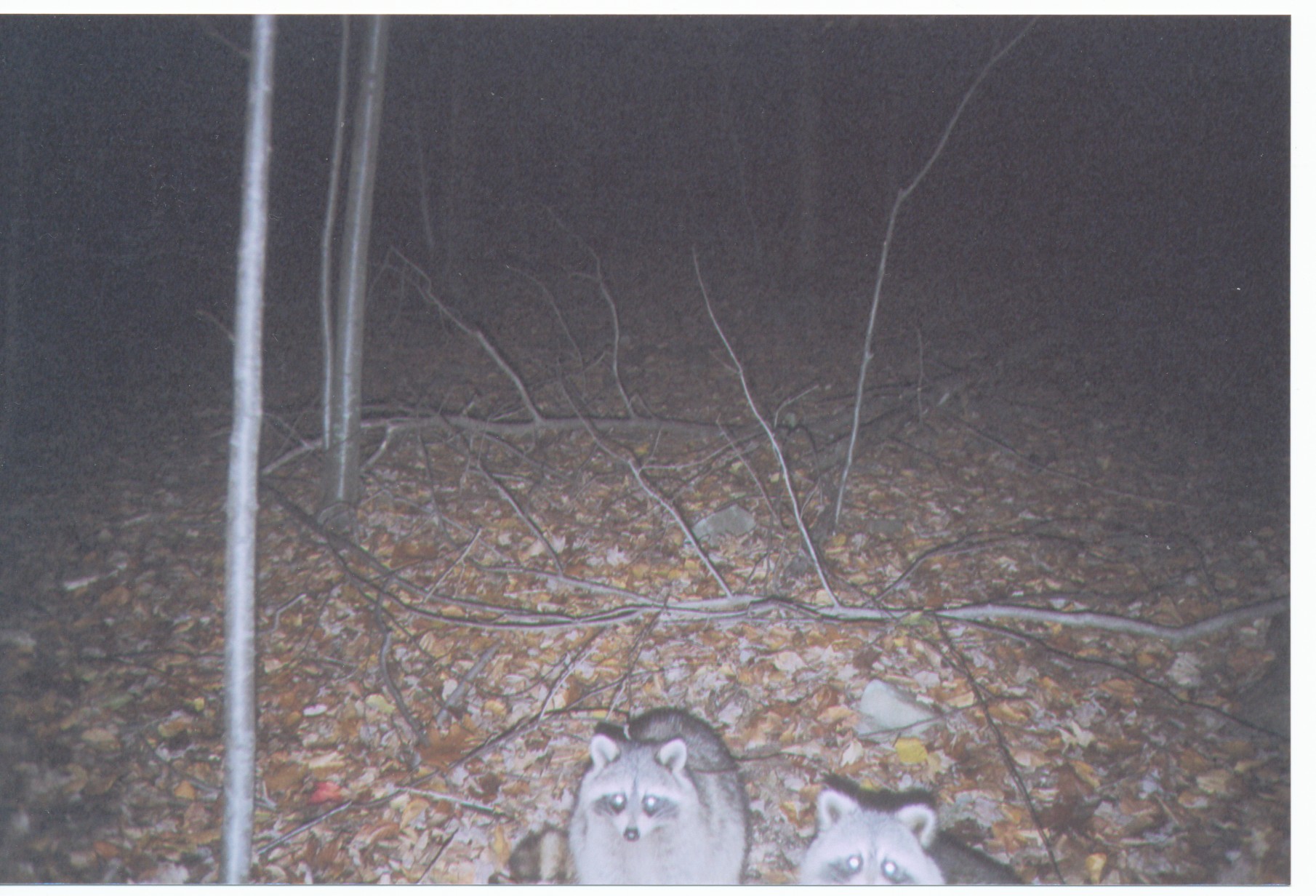 Image of :Raccoons01.JPG