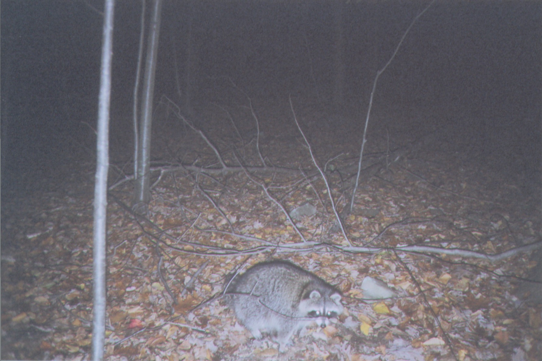 Image of :Raccoons01.JPG