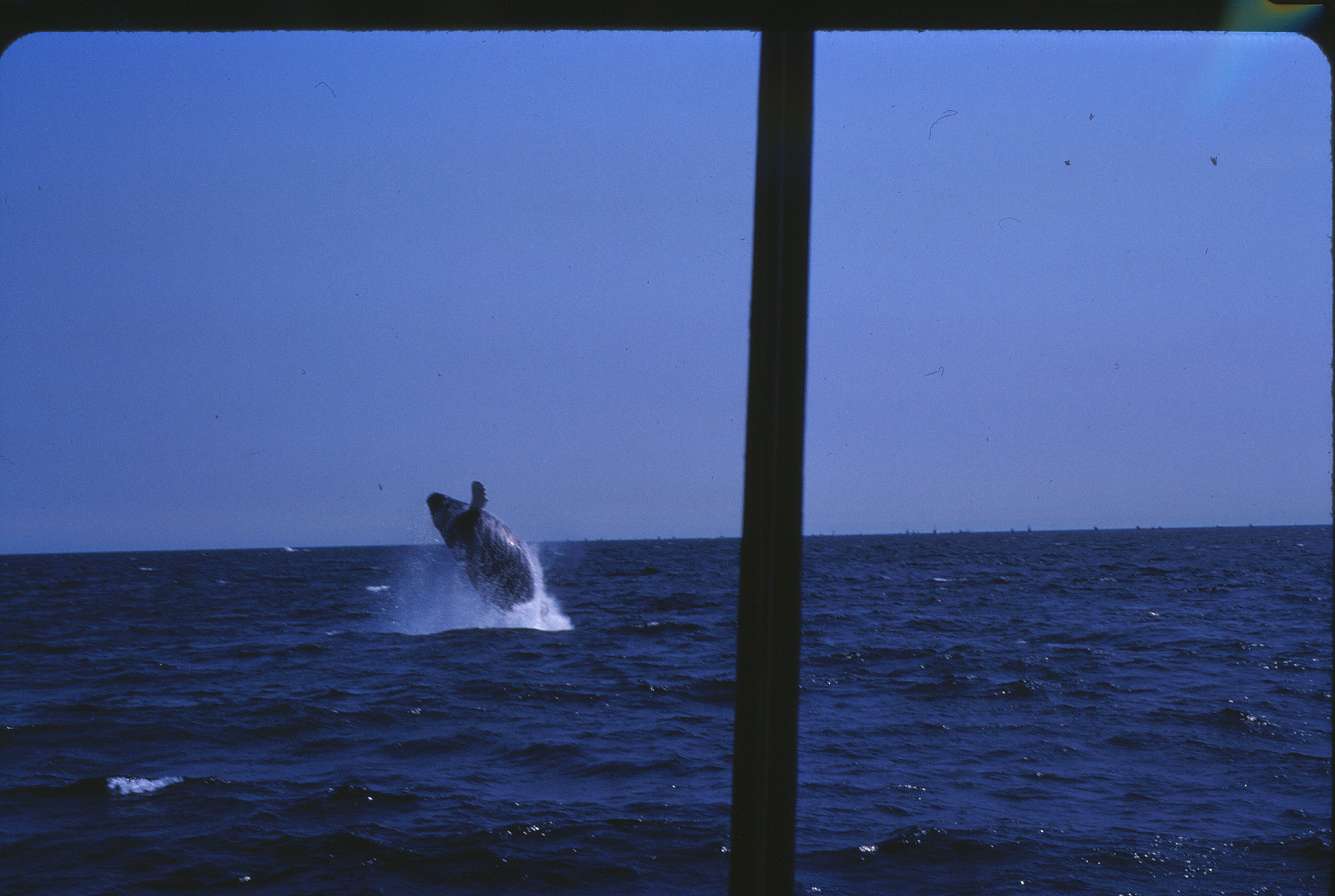 Image of :Whale140.JPG