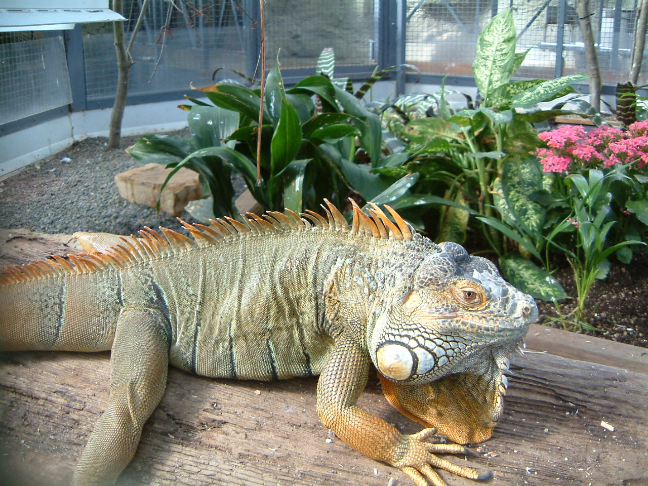 Image of :20030428_crystalgarden2.JPG