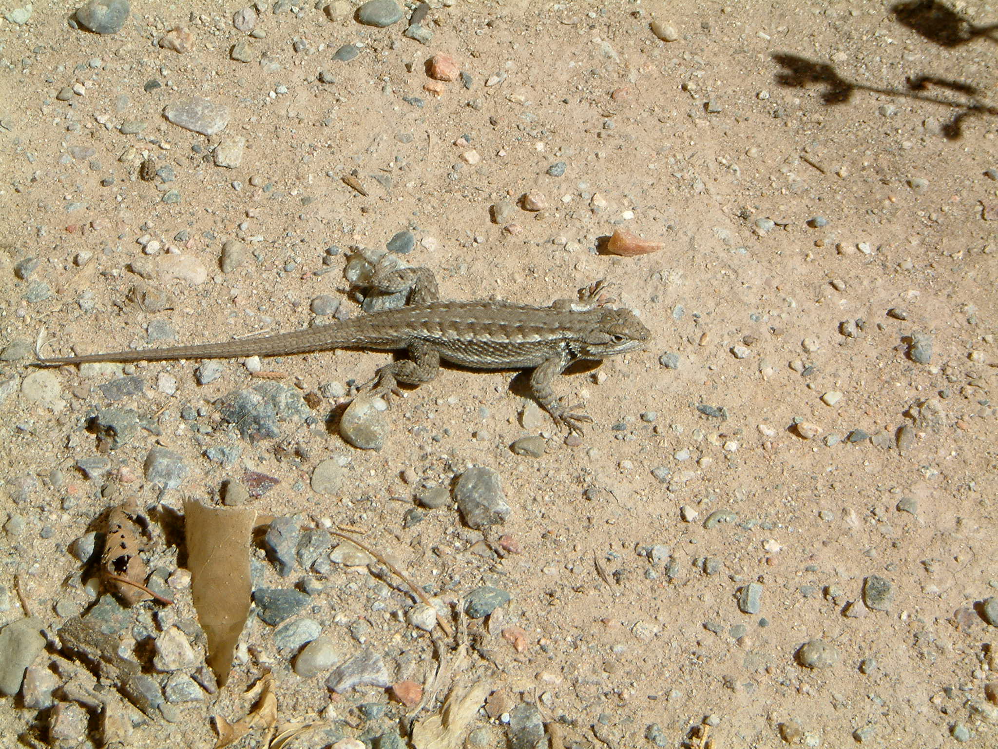 Image of :20070927_pueblo.JPG