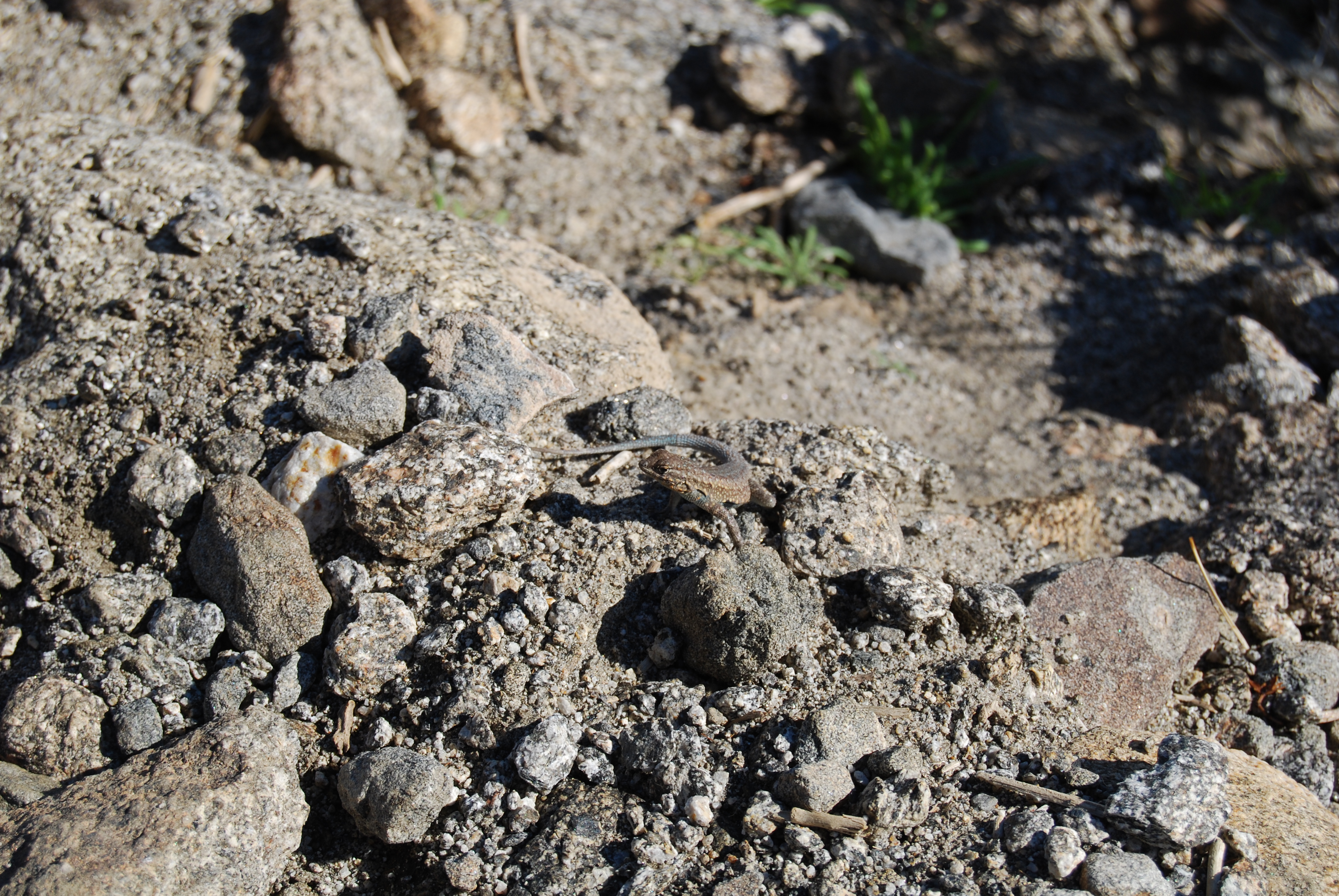 Image of :20080110_palmsprings.JPG